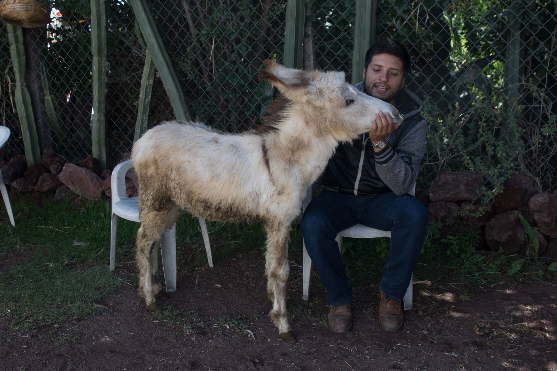 Los científicos querían saber si los caballos y los burros podrían desempeñar un papel similar en América (Foto: CuartoOscuro)