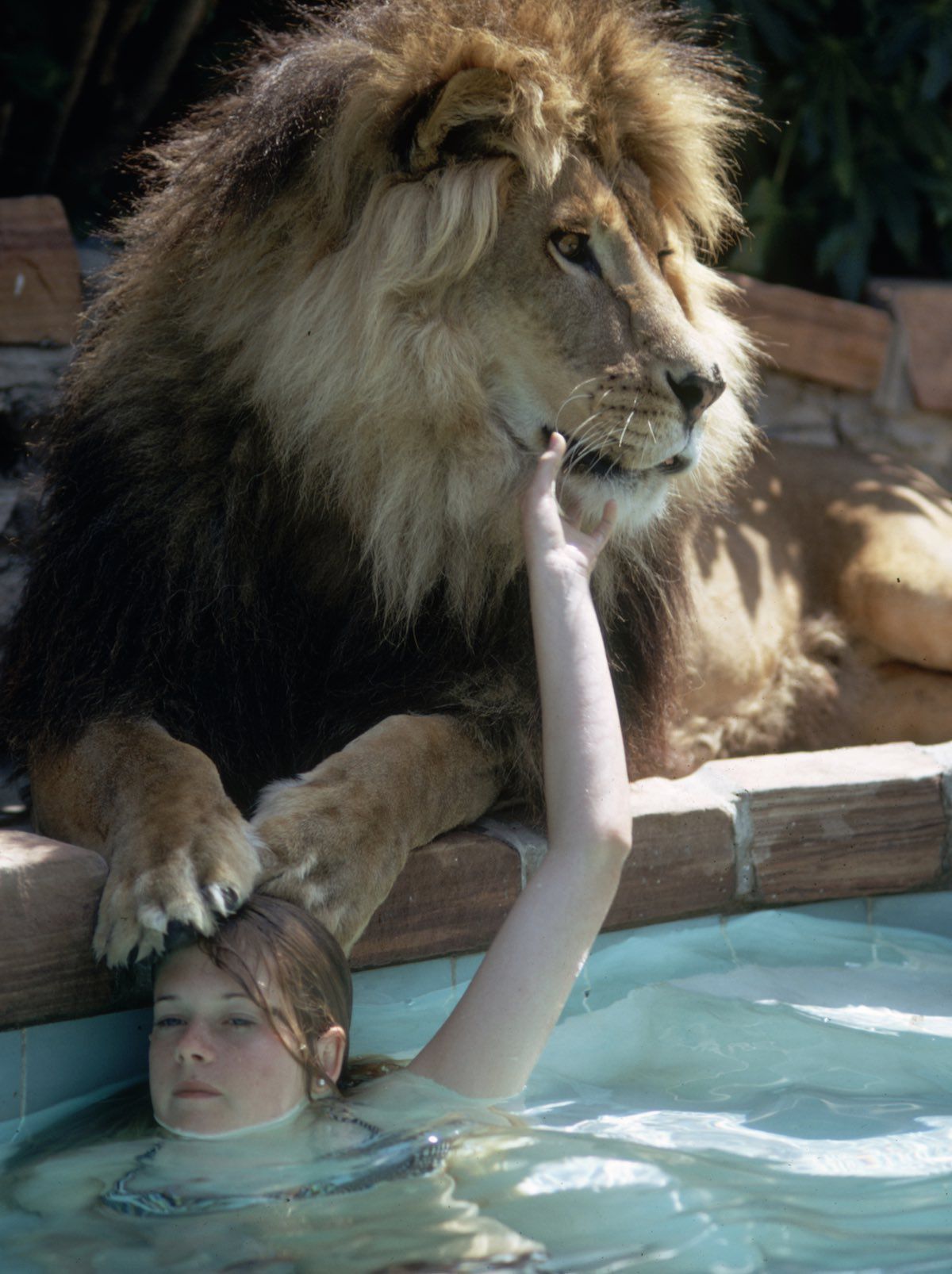 Melanie Griffith, la actriz que de niña recibió un macabro regalo y  convivió con 71 leones - Infobae