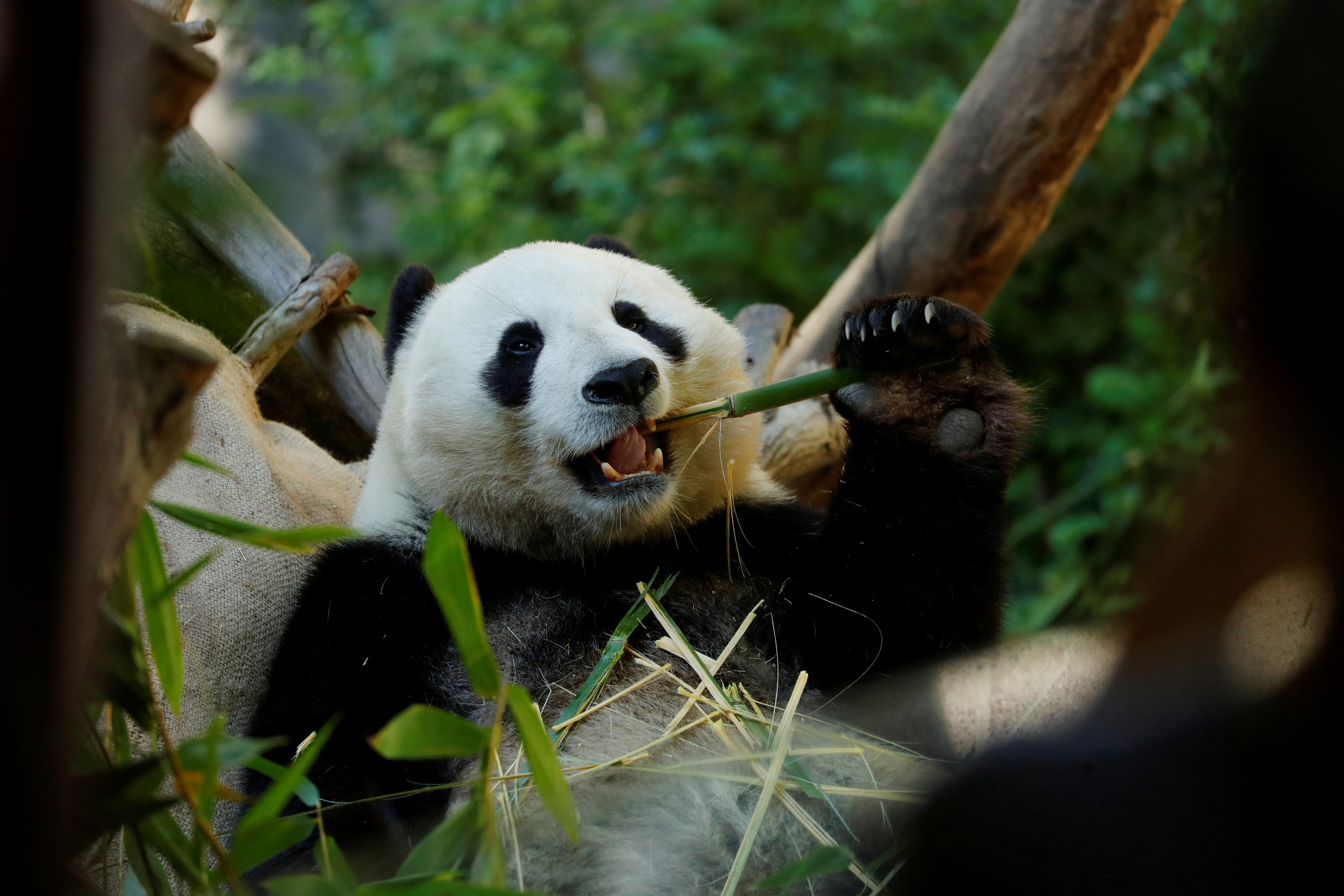 “El ‘falso pulgar’ del Ailurarctos muestra (...) por primera vez la cronología y las probables etapas de la evolución de la alimentación del bambú en los pandas”, añadió. REUTERS/Mike Blake/File Photo
