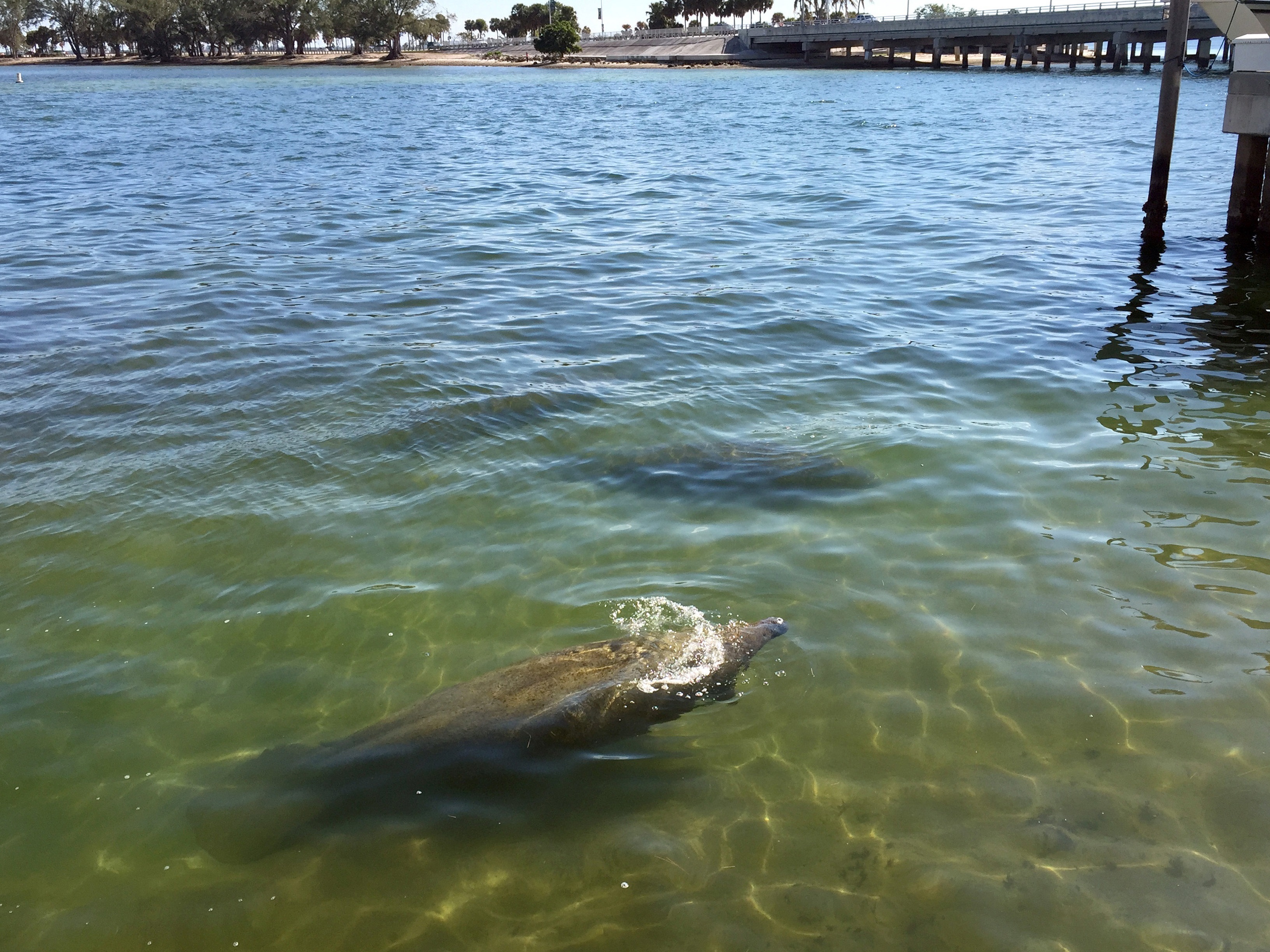 Fotografía de archivo sin fecha donde aparecen unos manatíes nadando en las orillas de la bahía de Miami, Florida (EE.UU.). EFE/Ana Mengotti
