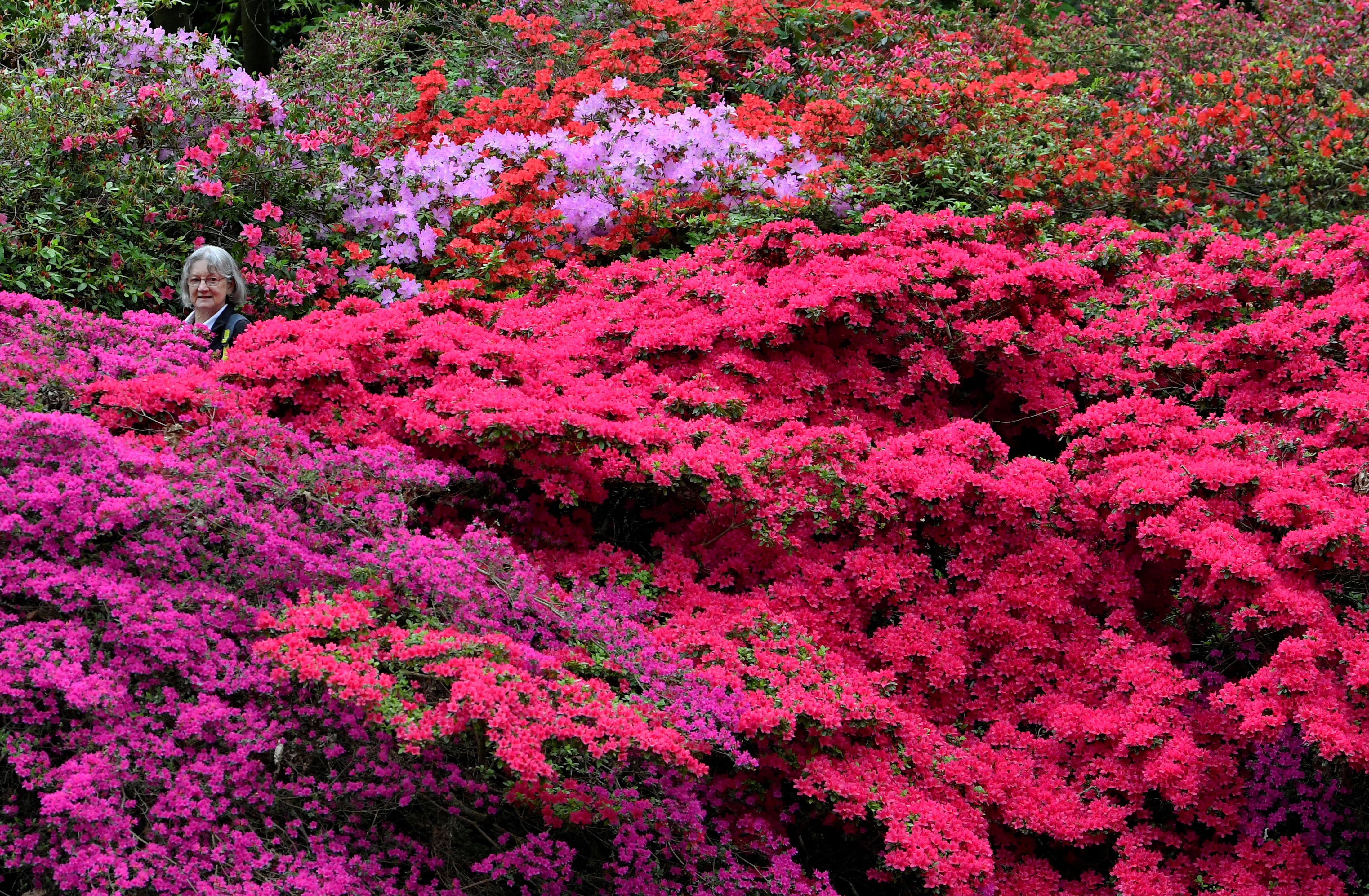 son las plantas de zinnia venenosas para perros y gatos