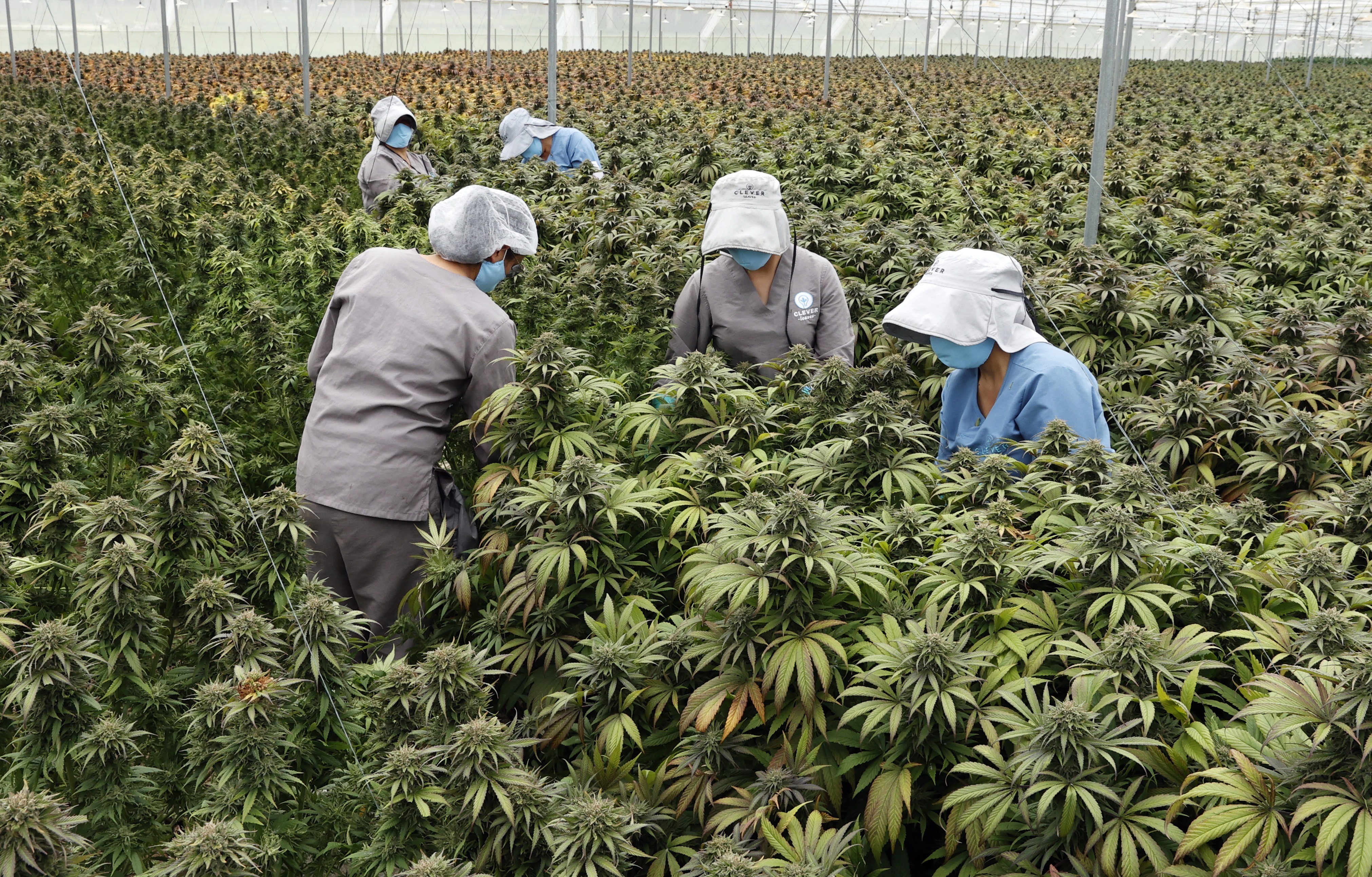 Archive photograph of a group of workers from the Clever Leaves company inspecting a crop of cannabis plants for medicinal use, in Pesca (Boyacá, Colombia).  EFE/Mauricio Dueñas/File