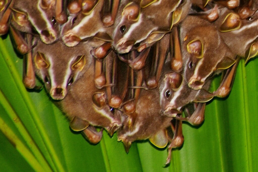 El Atlético Mineiro de Sampaoli venció 3-1 a Independiente del Valle y es finalista de la Sudamericana