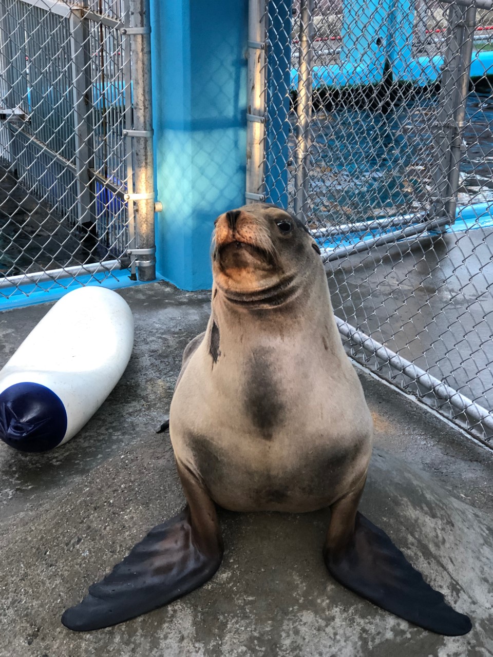 Una científica argentina desarrolló células cerebrales de cerdo para  implantar en un león marino y curar su epilepsia - Infobae