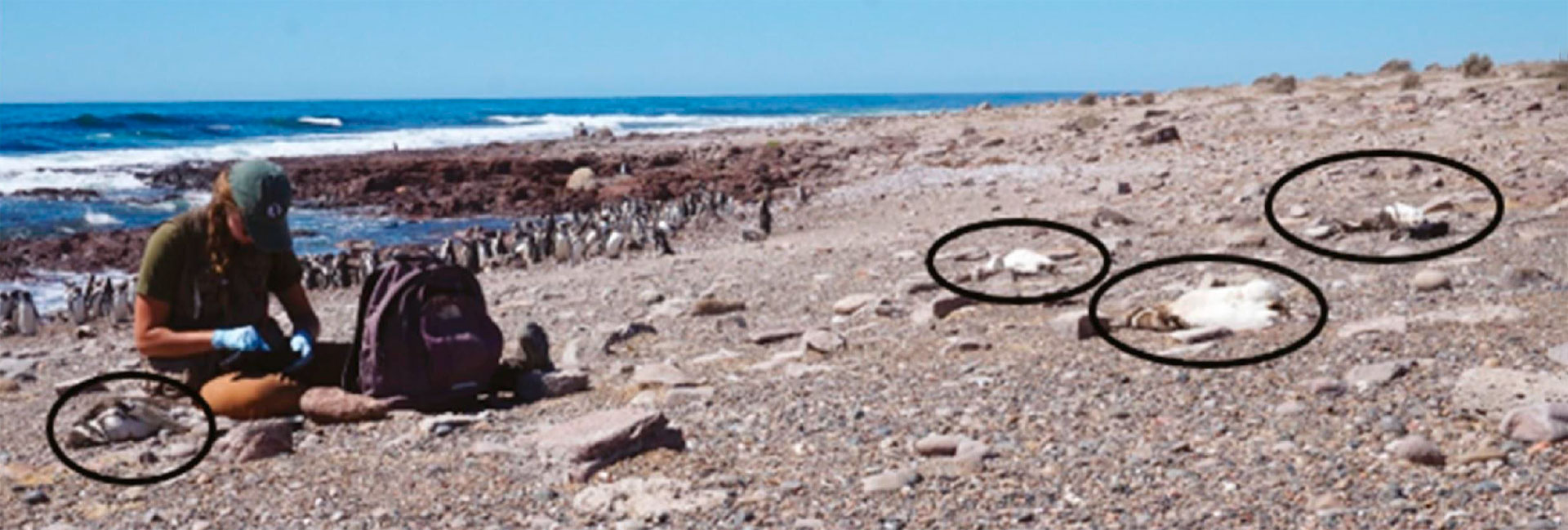 A mediados de enero, fallecieron por el calor más de 300 ejemplares de la especie Magallanes en Punta Tombo
