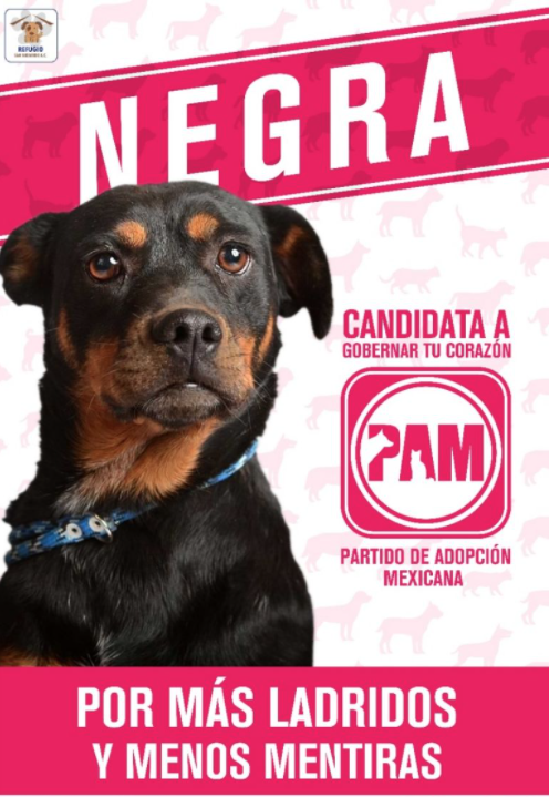 imán honor Confuso Candidatos perrones”, refugio de animales sin hogar creó creativa campaña  en época electoral - Infobae