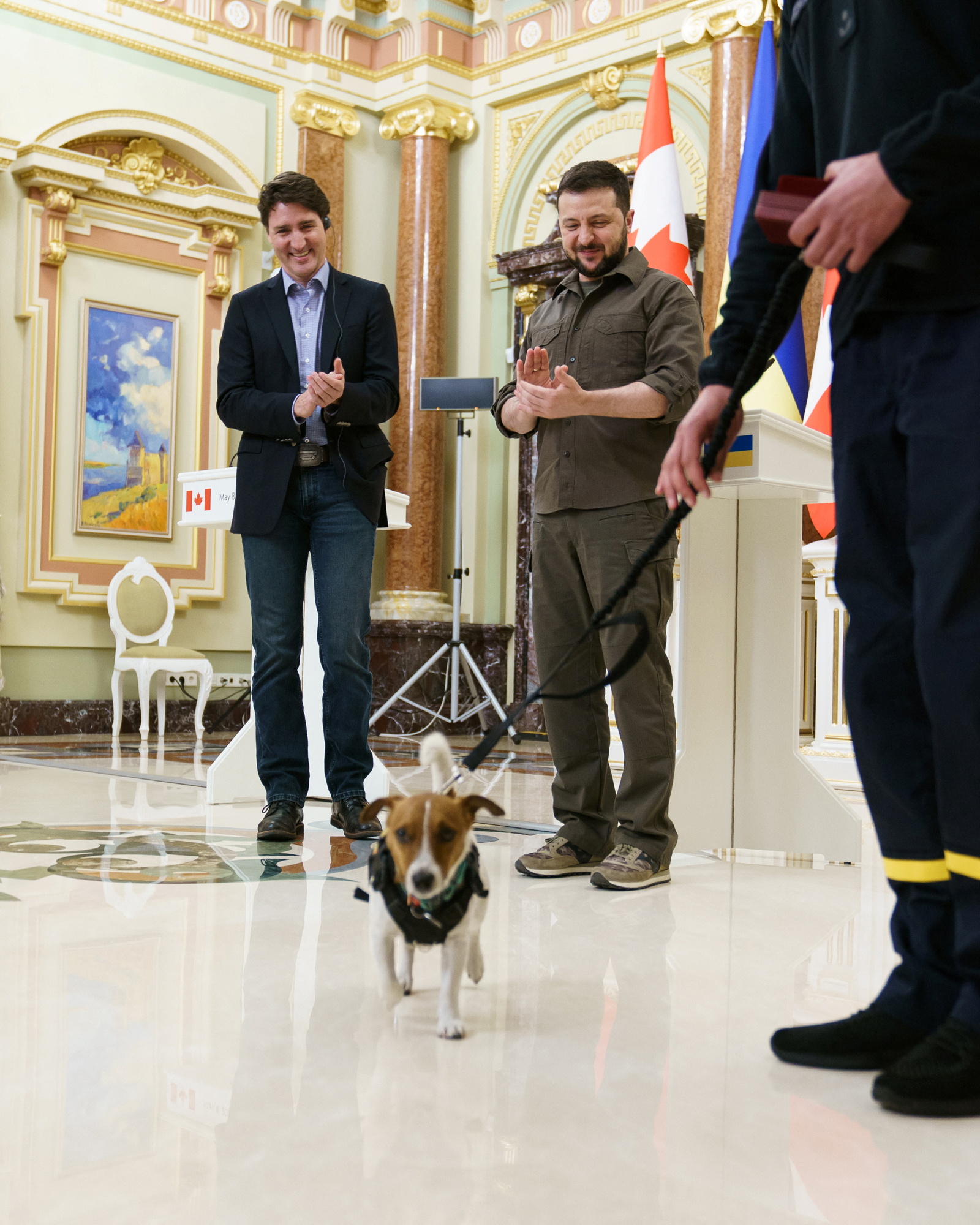 Él es Patron, el perro héroe de Ucrania que recibió una medalla de Zelensky - Miami Diario