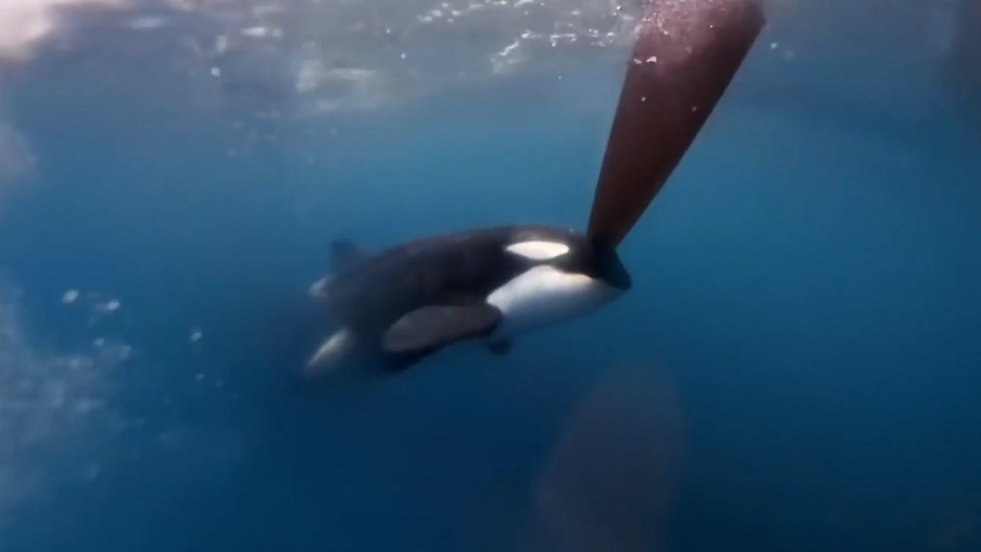 Regatistas se enfrentaron a orcas agresivas durante una competencia en aguas cercanas al Estrecho de Gibraltar