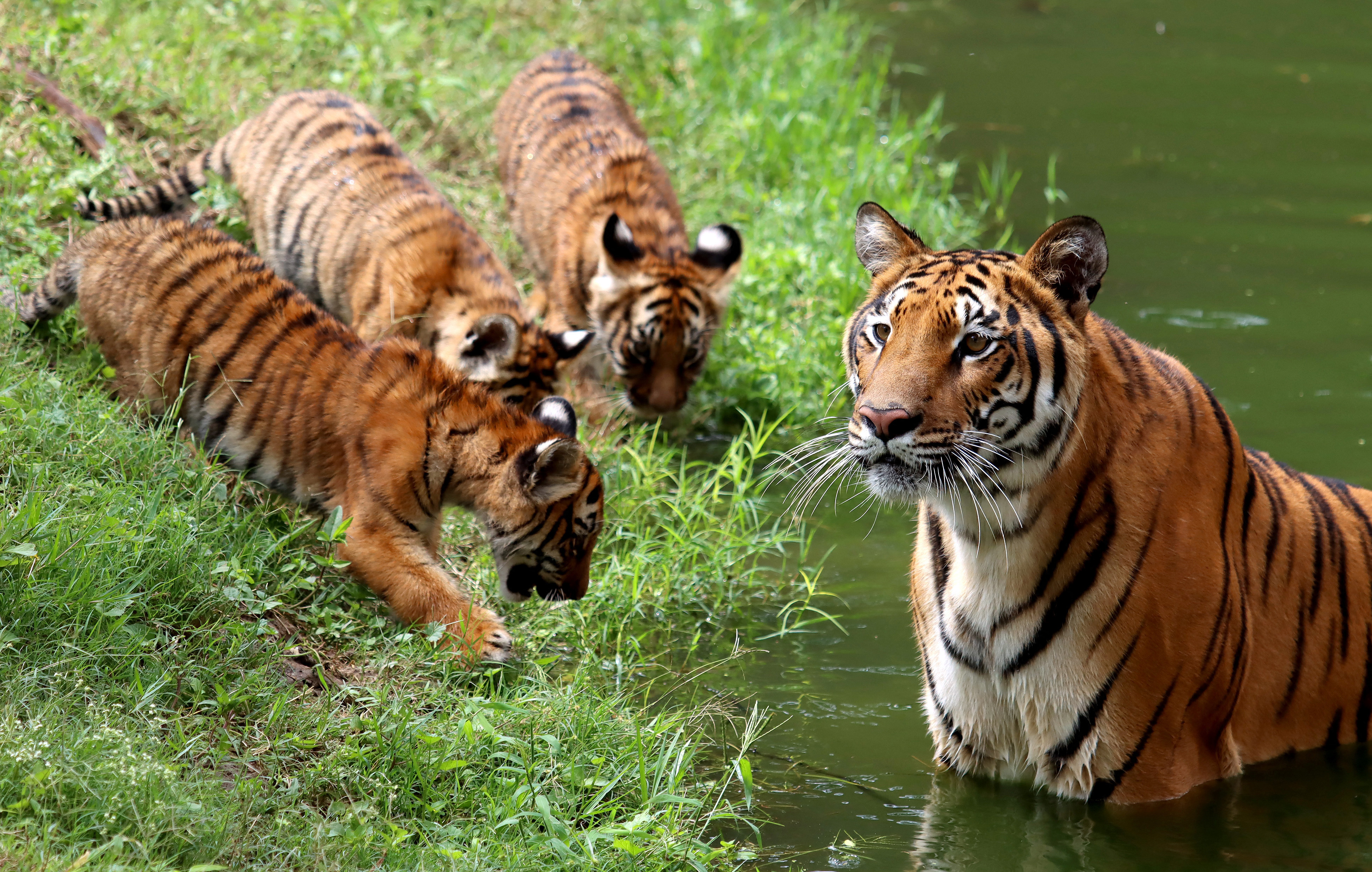 Cuatro cachorros de tigre de bengala son la sensación en el Zoológico de Infobae