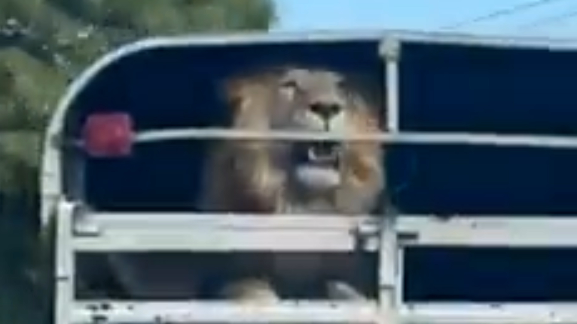 Captaron a un león en carretera México-Toluca (Twitter @DefAnimalMX)