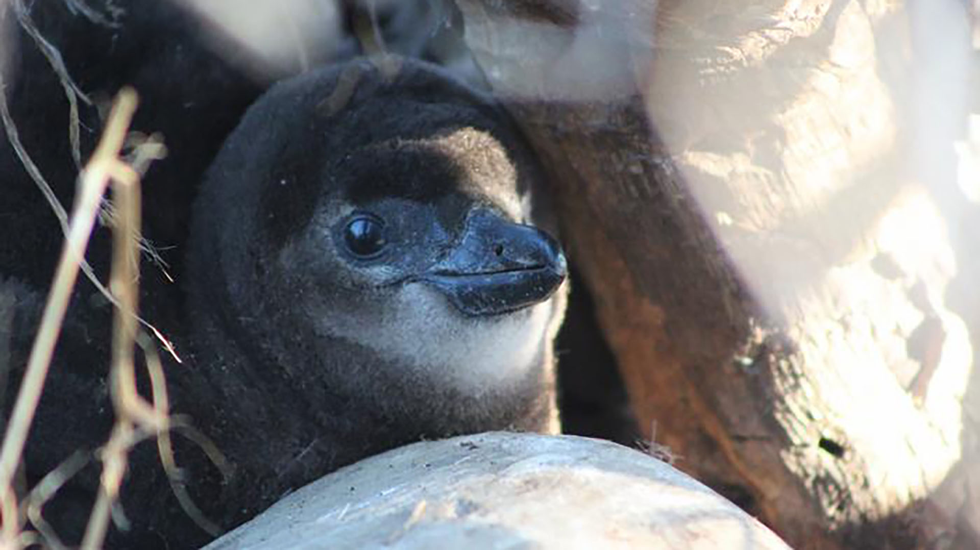 Aumentó Netflix: cómo quedarán los nuevos valores según el plan