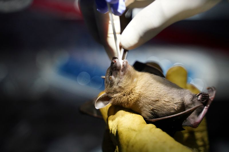 Un investigador del Institut Pasteur du Cambodge toma un hisopo oral de un murciélago que fue capturado en Chhngauk Hill, Camboya, 30 agosto 2021 (REUTERS/Cindy Liu)