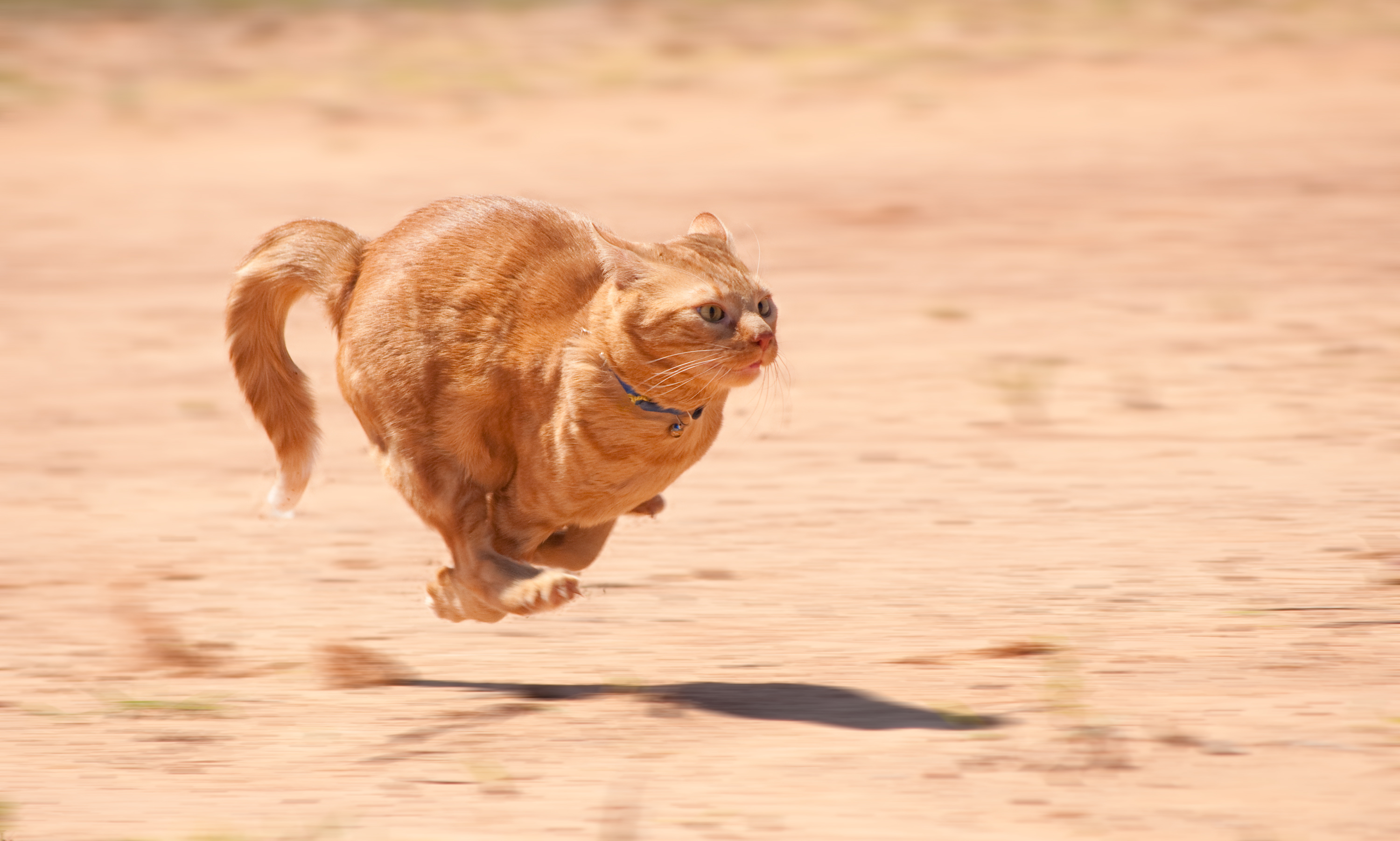 conversión Polinizar Privación Por qué los perros y los gatos corren en ráfagas aleatorias de velocidad? -  Infobae