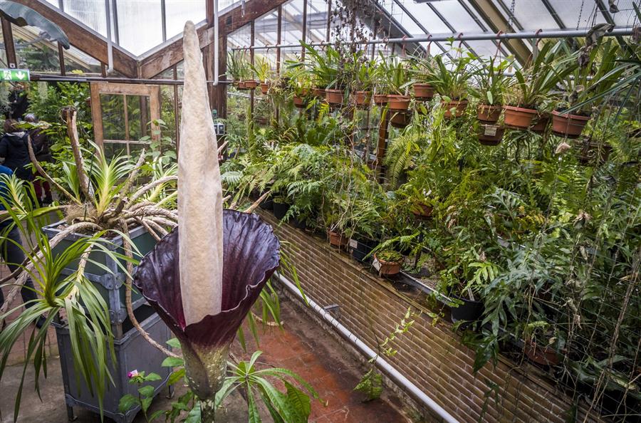 "La planta del pene" florece en Holanda por tercera vez en la historia de Europa. Foto/Crédito: EFE