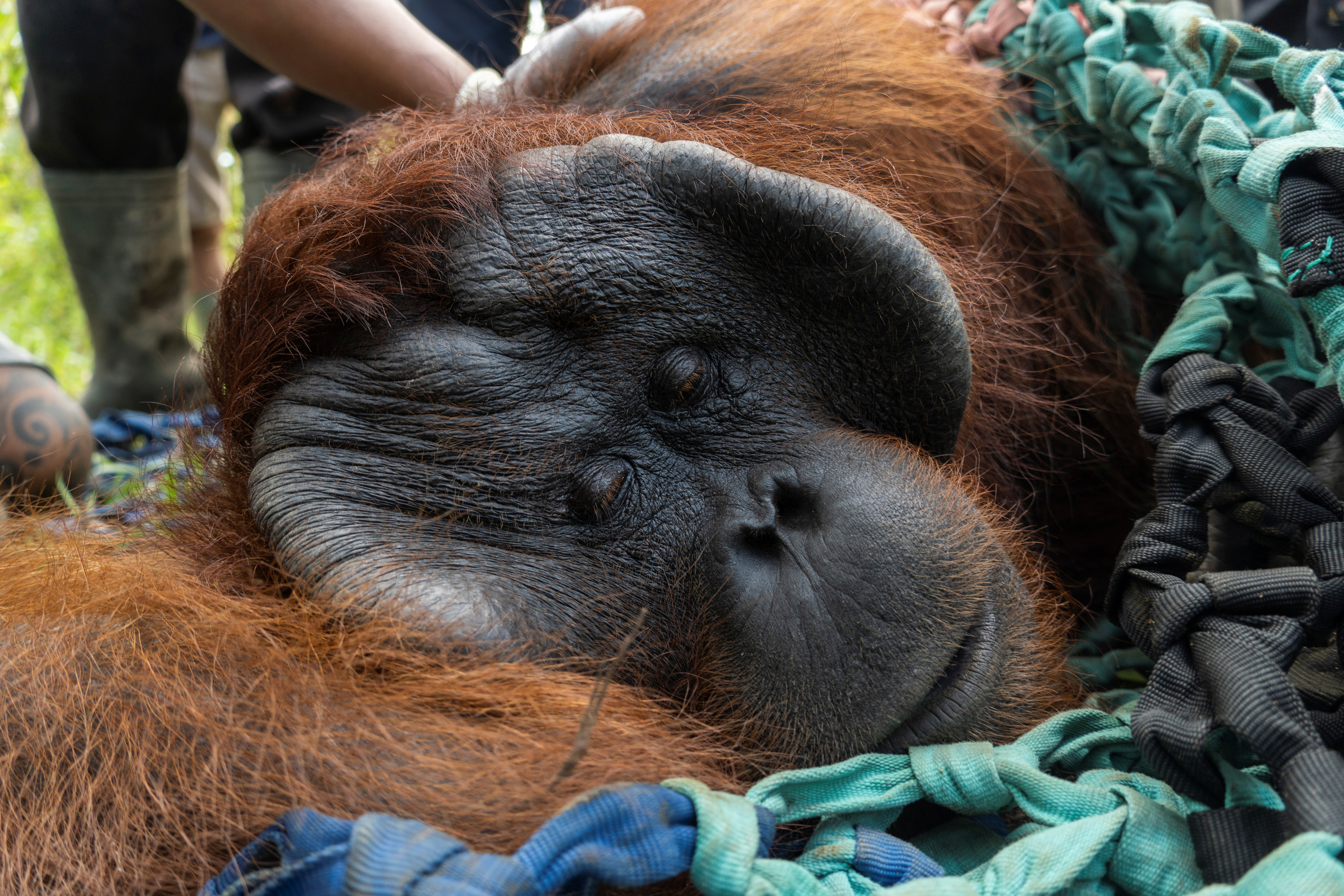 Una orangután de 44 años del Zoológico de Miami murió mientras se recuperaba de la anestesia por una cirugía