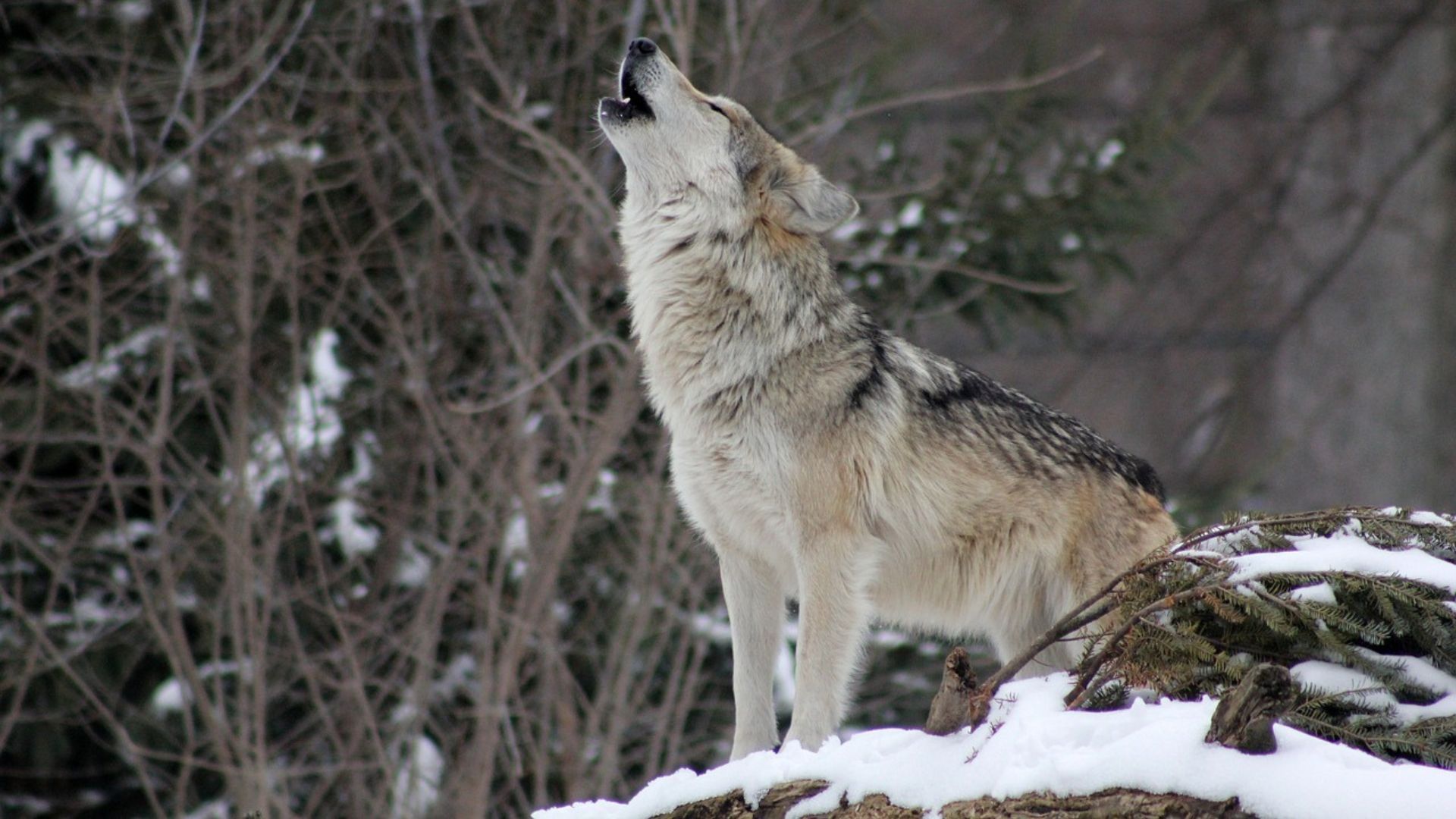 Cuál es el origen de los perros y en qué se diferencian de los lobos -  Infobae