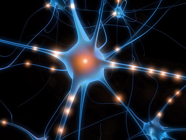 El cerebro está formado por más de 100.000 millones de neuronas. Sin embargo, no es tan importante la cantidad de neuronas como el número de conexiones que hay entre ellas