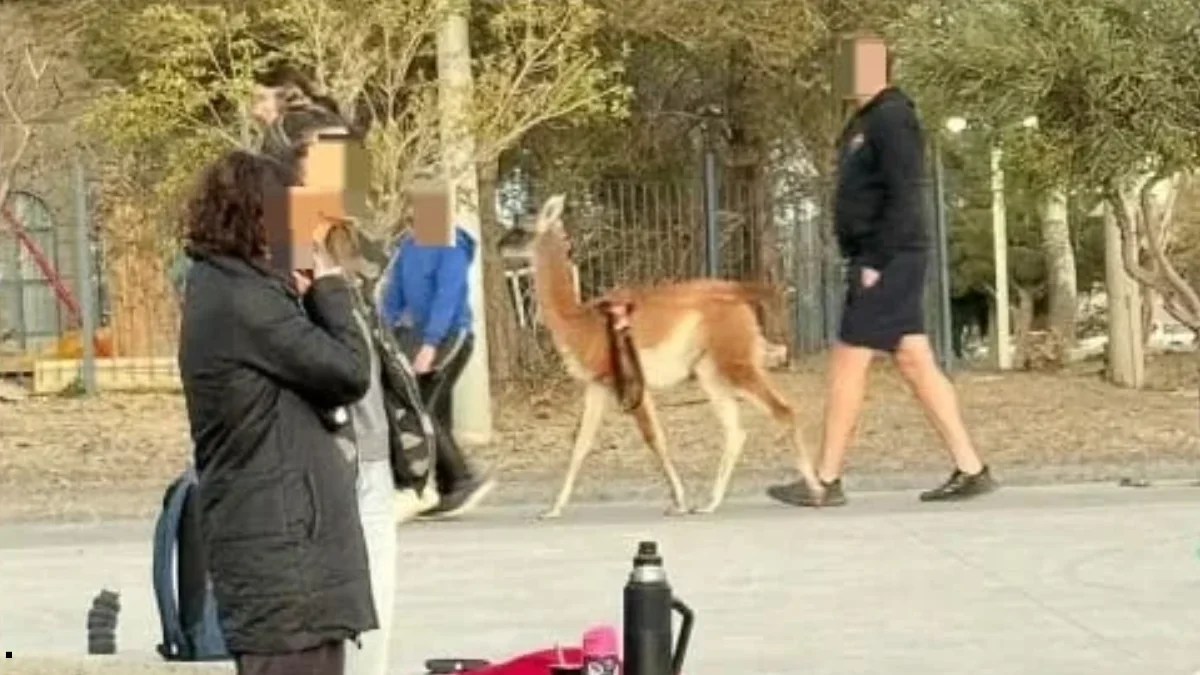 "No es una mascota": denunciaron a un hombre por pasear un guanaco por la calle en Chubut