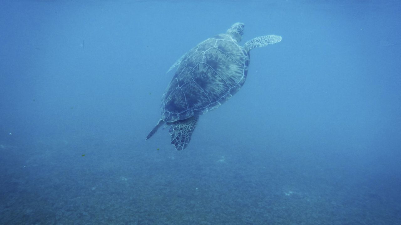 Día Mundial de la tortuga marina: 5 increíbles destinos para conocer y liberar a los quelonios 