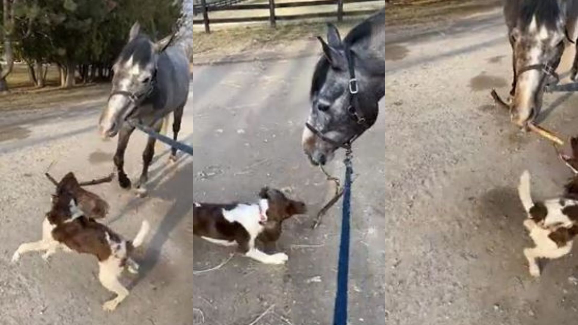 Video: una perro juega a lanzar la vara con un caballo - Infobae