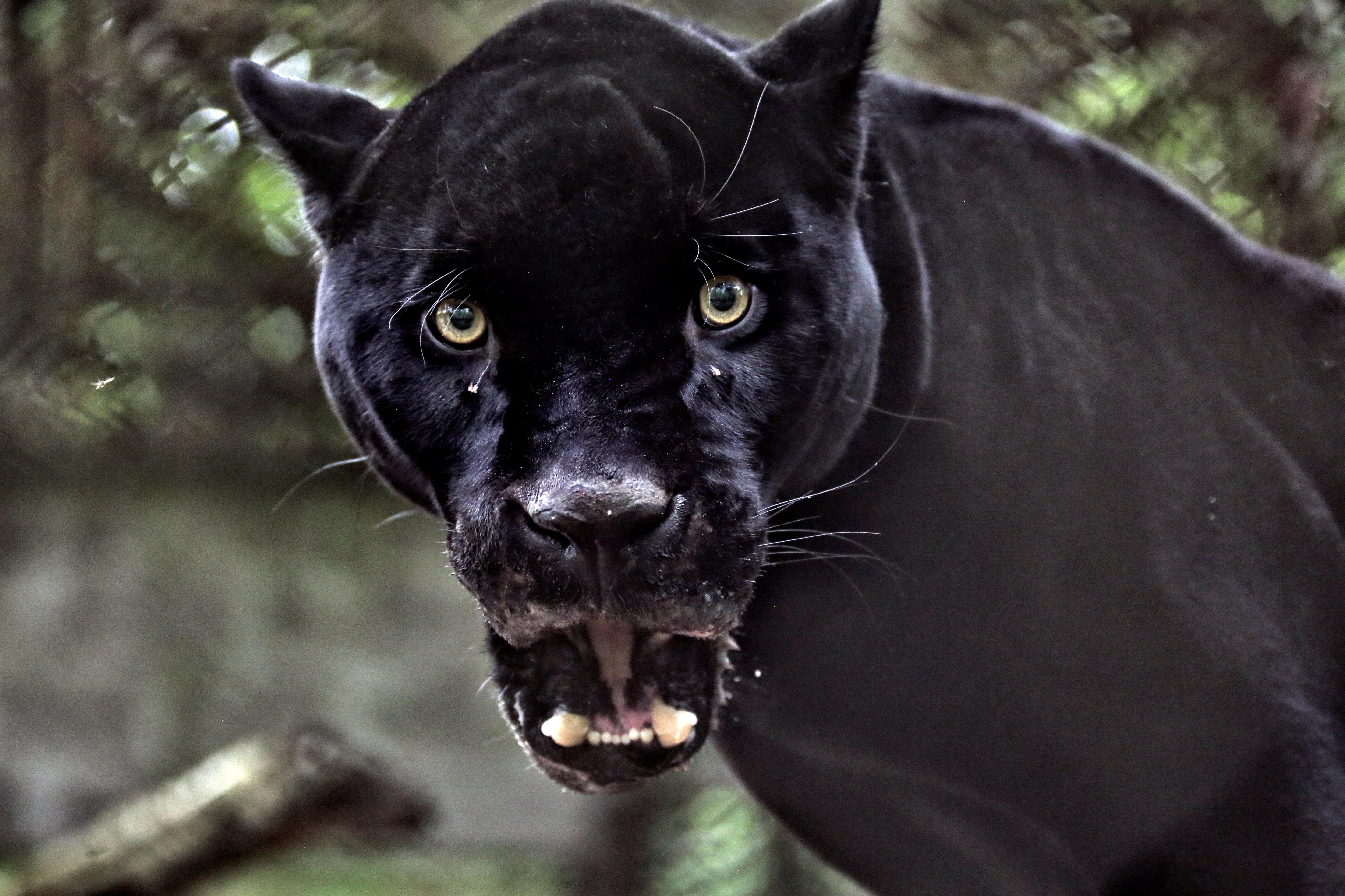 Inhabitants of Magdalena Medio denounce that they are in danger due to the  presence of a panther - Infobae