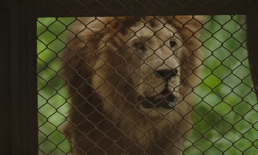 C&oacute;mo fue el traslado de los grandes felinos del ex zoo de Luj&aacute;n y cu&aacute;l ser&aacute; el futuro de los que permanecen all&iacute;
