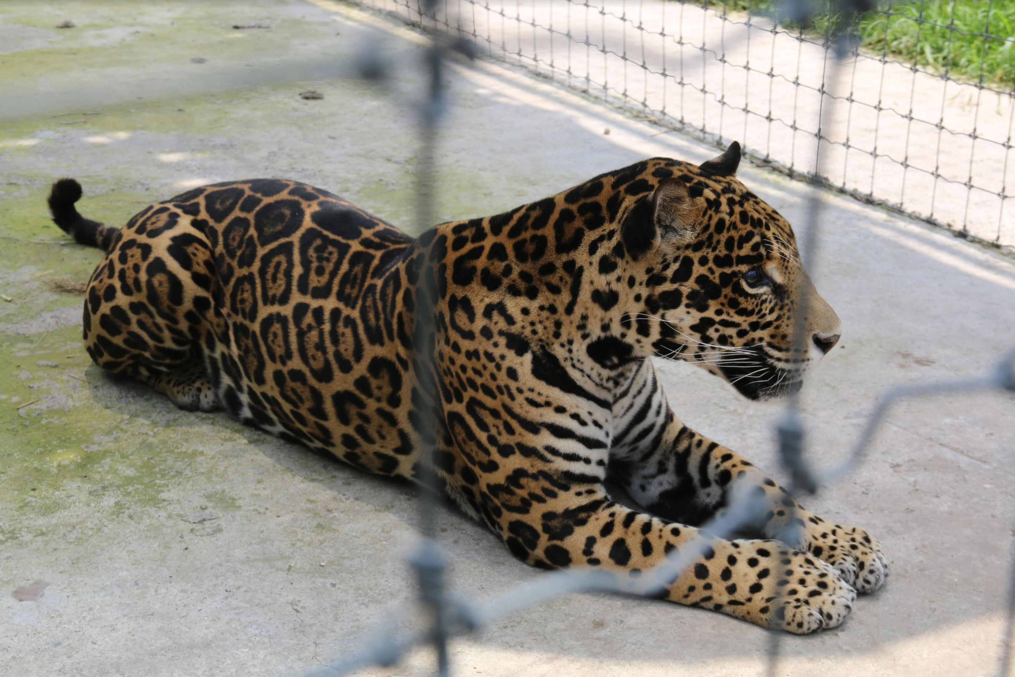 Dónde quedaron los felinos rescatados del santuario Black Jaguar White  Tiger en la CDMX - Infobae