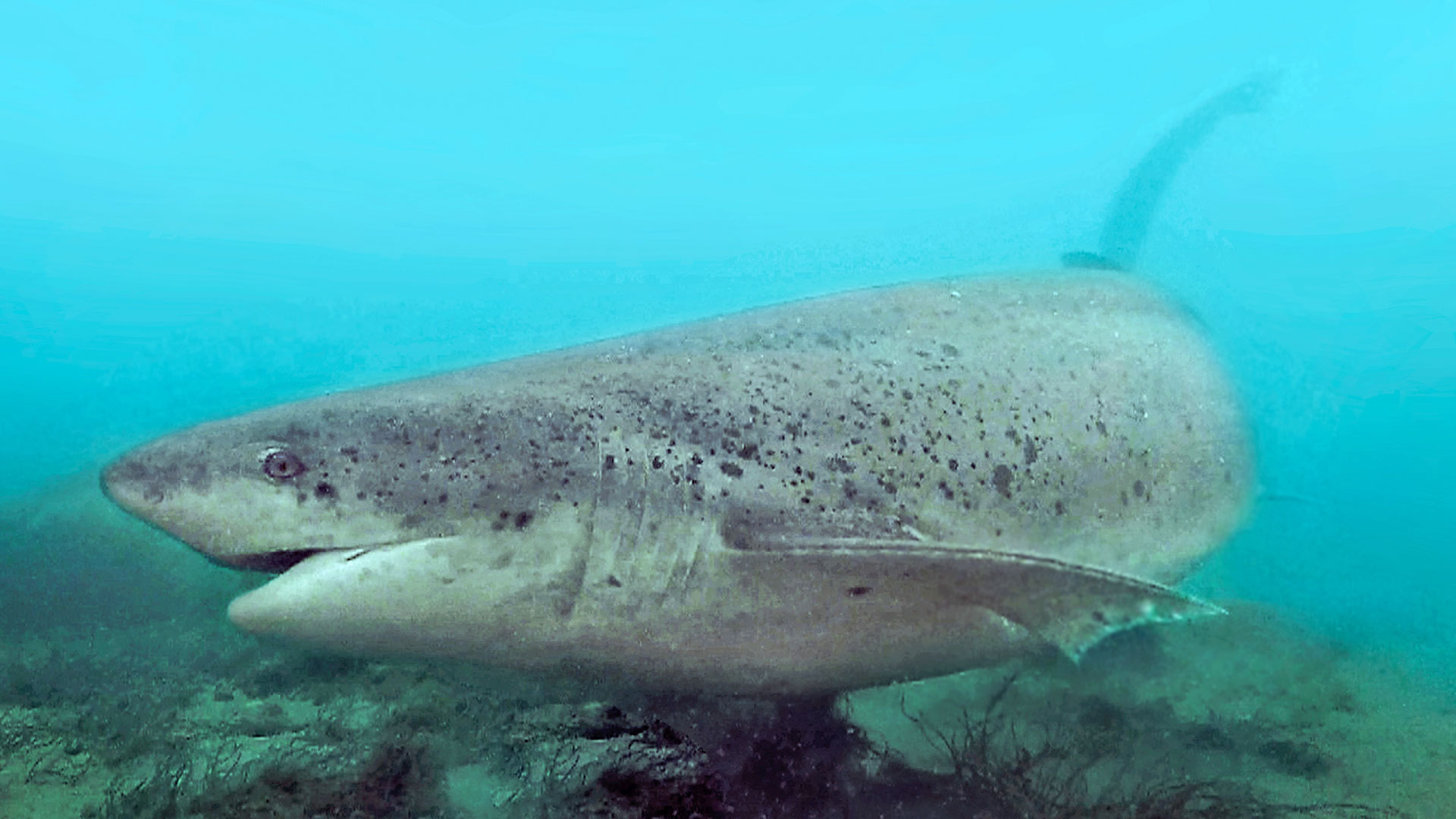 En las regiones del estuario del Río de la Plata y, más al sur, en la costa bonaerense y norpatagónica, vive el tiburón gatopardo. Está en riesgo por la pesca (Crédito: Alejo Irigoyen - Proyecto Arrecife)