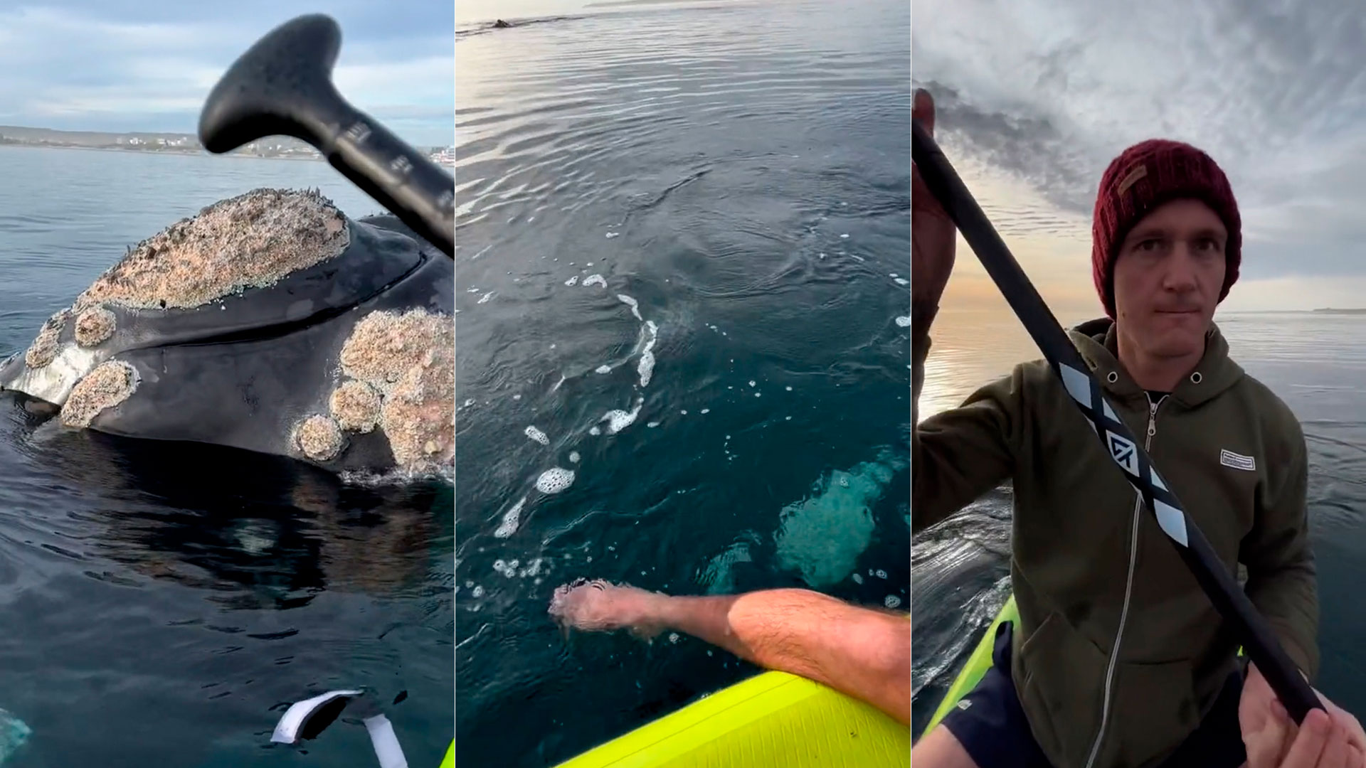 Maravilloso espectáculo en Puerto Madryn: remaban en la Costa y fueron rodeados por tres ballenas