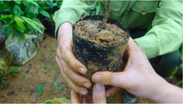 La tierra oscura amazónica o terra preta, es muy beneficiosa por su alto contenido de nutrientes y materia orgánica estable formada a partir del carbón vegetal / (Foto: Amazon)