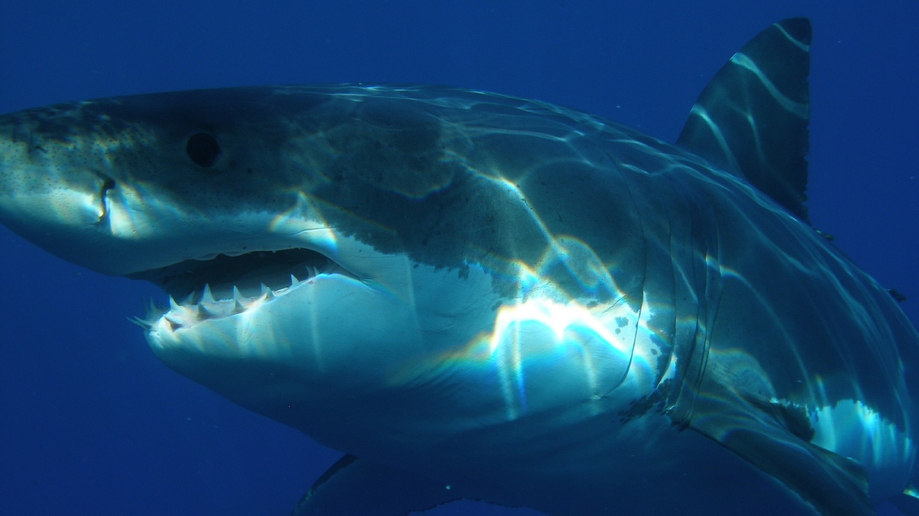 Rechazo por la pesca ilegal de un tiburón en la Guajira