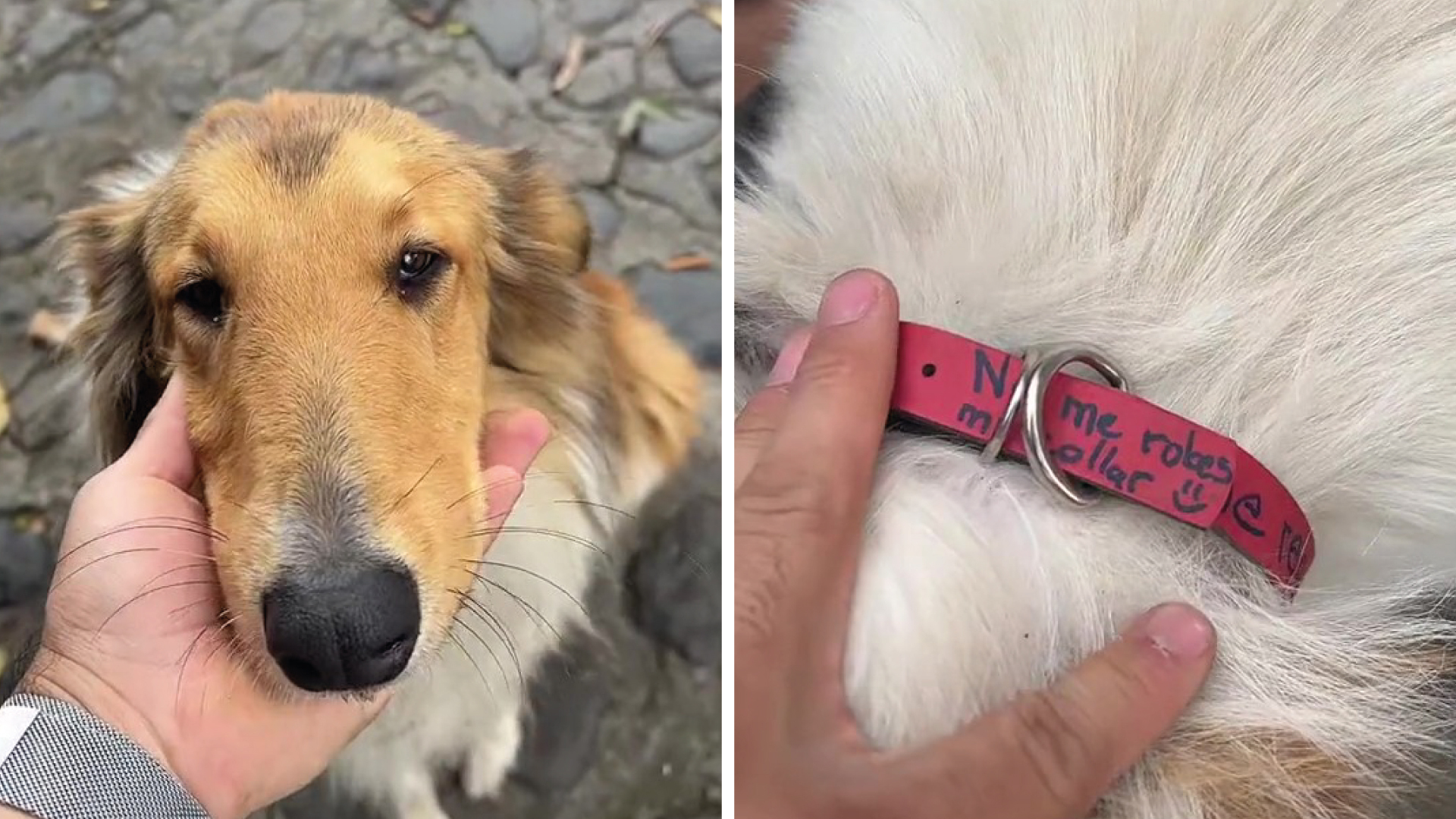 Makuky, un perro de raza Border Collie que se volvió viral 