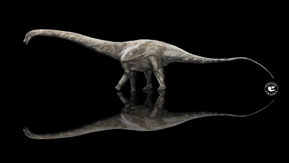 Supersaurus alcanzó al menos 39 metros de longitud, las estimaciones más altas lo ubican en los 42 metros. (Sean Fox / Fossil Crates)