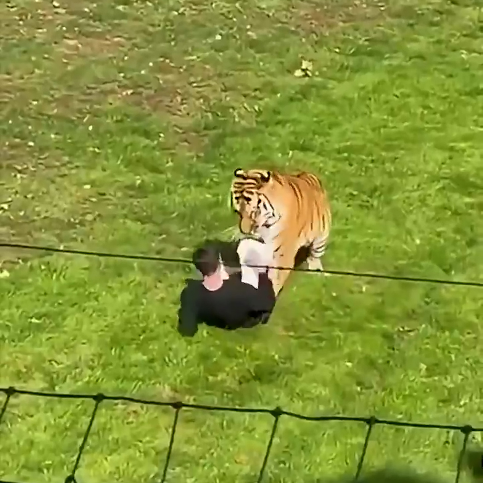Un hombre saltó al recinto de un tigre en un zoo de Inglaterra y murió tras ser atacado por el felino 