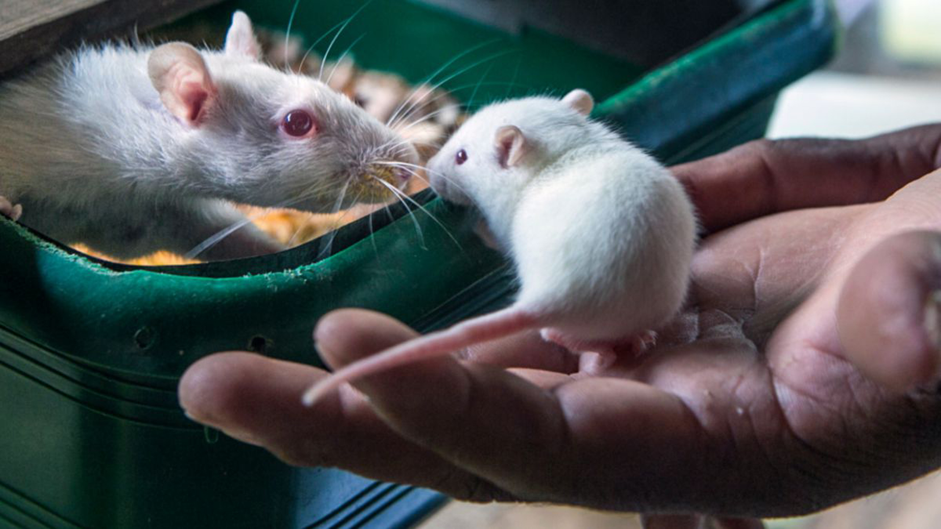 Las neuronas receptoras de leptina se inhibían cuando los ratones comían y se activaban cuando interactuaban con ratones del sexo opuesto (Getty)