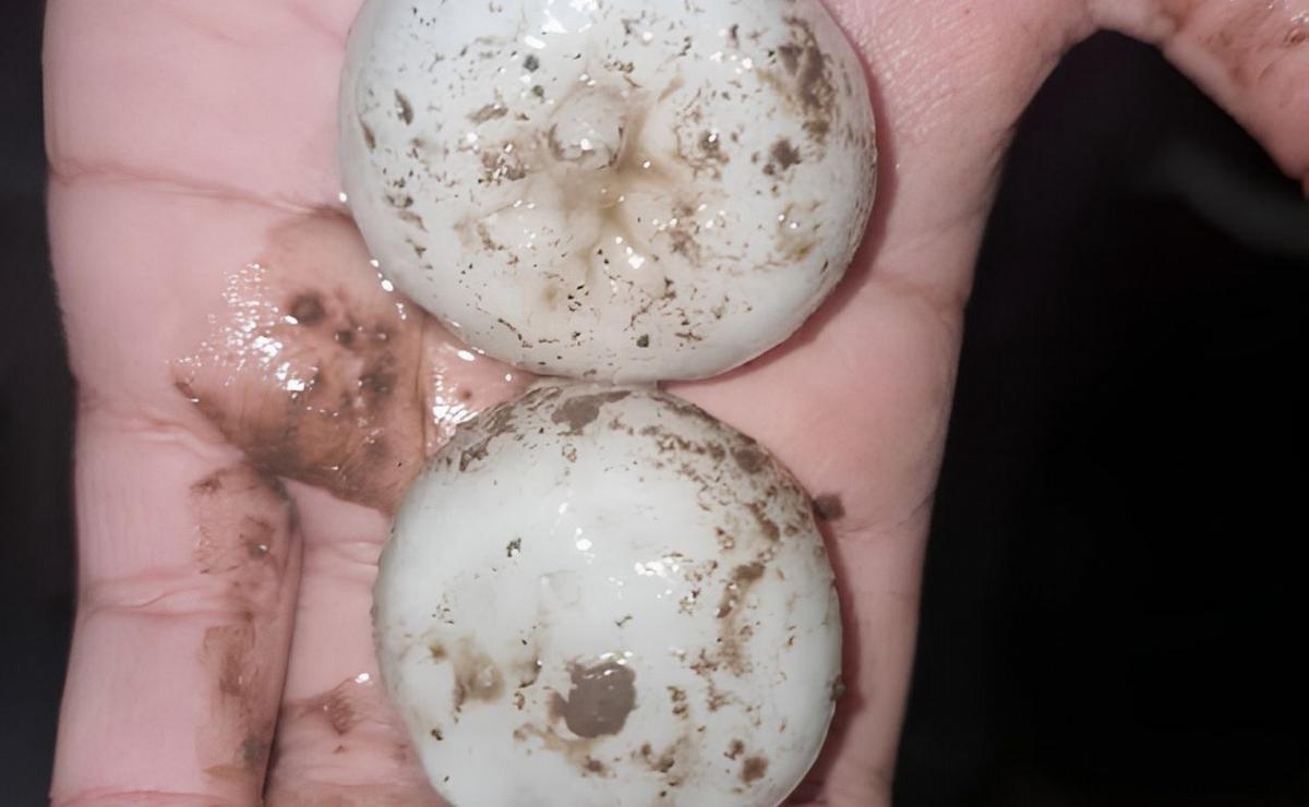 Granizo gigante y fuertes tormentas: las fotos y videos del temporal que afect&oacute; a m&aacute;s de 10 provincias