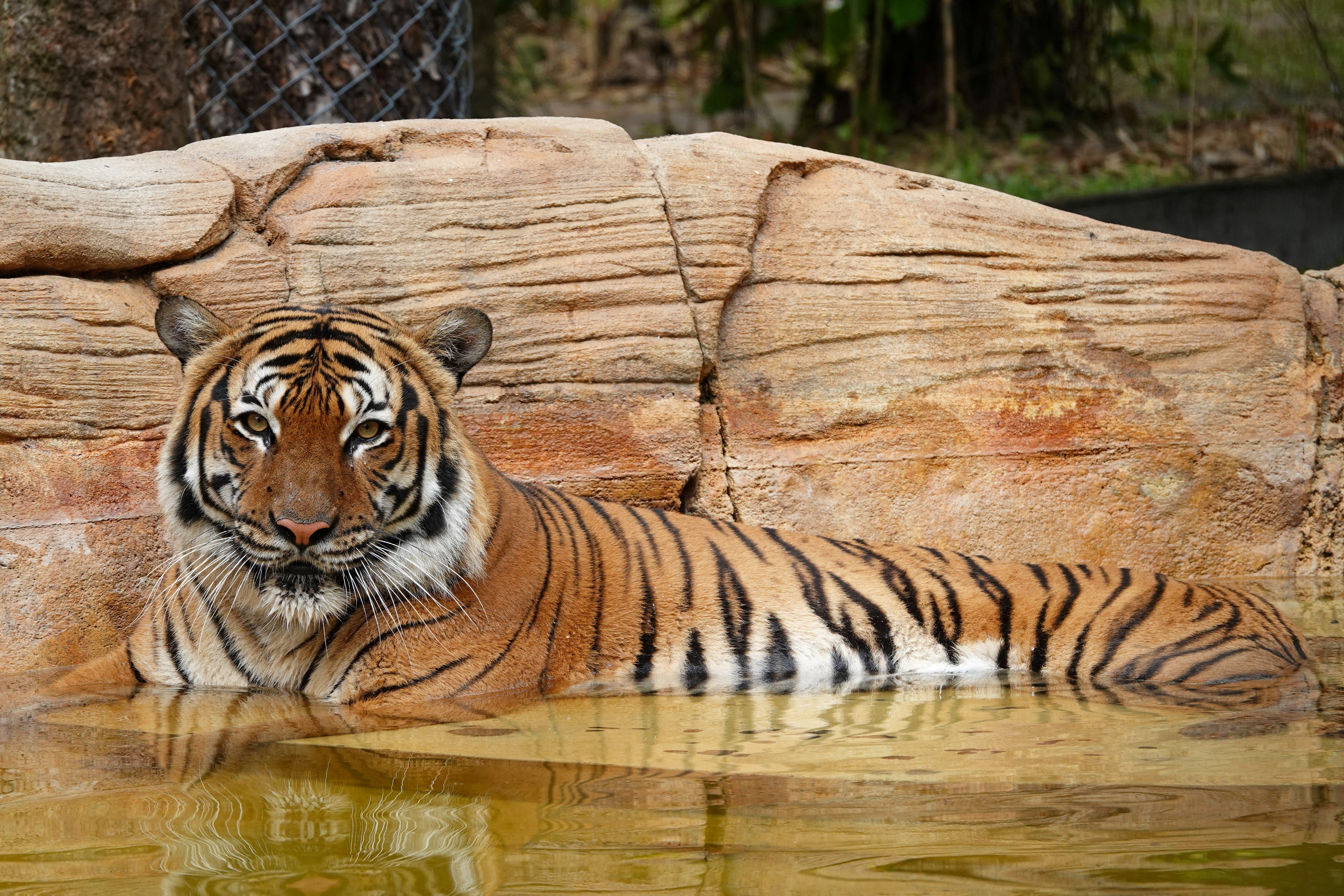Un tigre común en cautiverio. La diferencia está en las líneas negras (Reuters)
