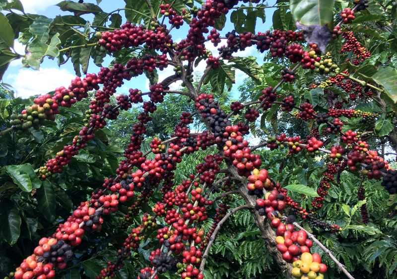 Archive image of Robusta coffee cherry trees in São Gabriel da Palha, State of Espirito Santo, Brazil.  May 2, 2018. REUTERS/Jose Roberto Gomes