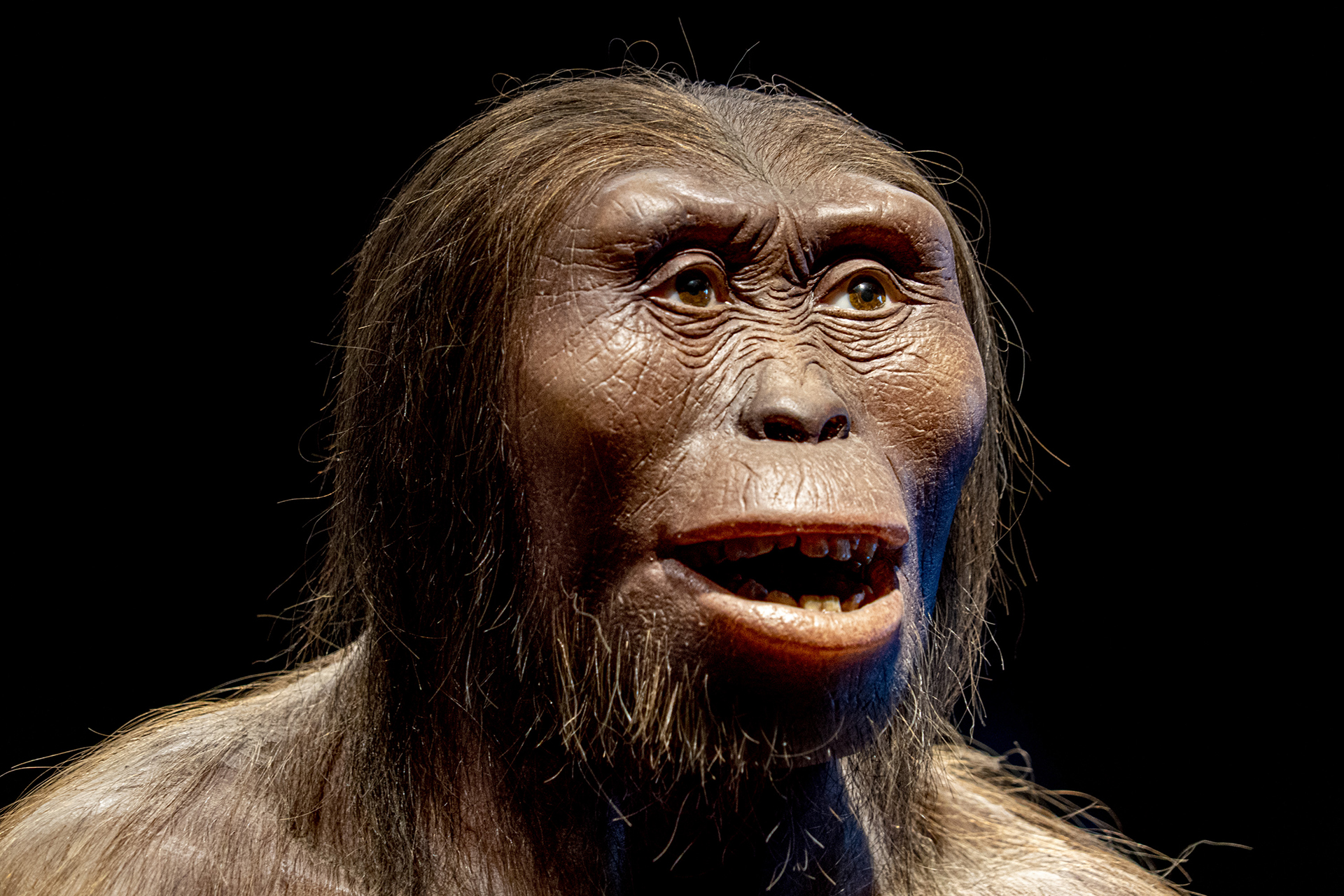 Australopithecus Afarensis Lucy Evolucin Humana Hominidos