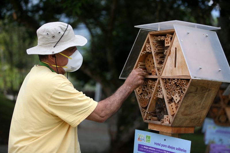 Las Abejas Solitarias De Colombia Se Toman Un Respiro En Hoteles De Bambú Infobae 2552