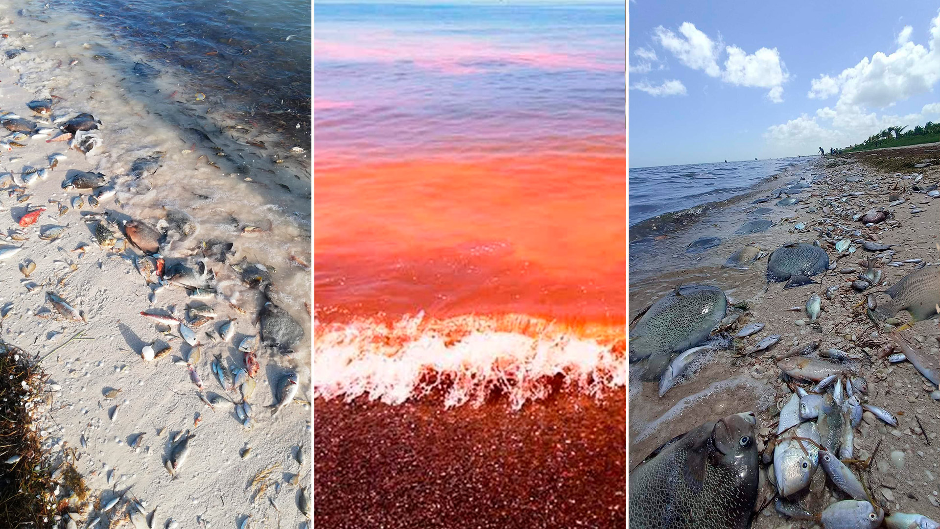Debido a la marea roja, cientos de peces han muerto en las costas de Yucatán (Fotos:Twitter/@chismografo_mid/@endirectoqroo/@Eleisegui)