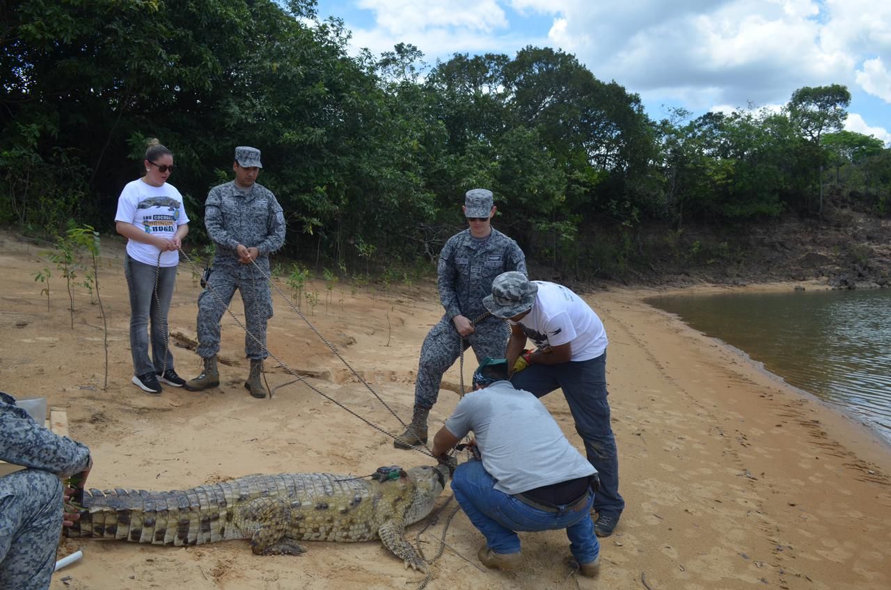 Liberaron 14 cocodrilos en un parque natural en el Vichada