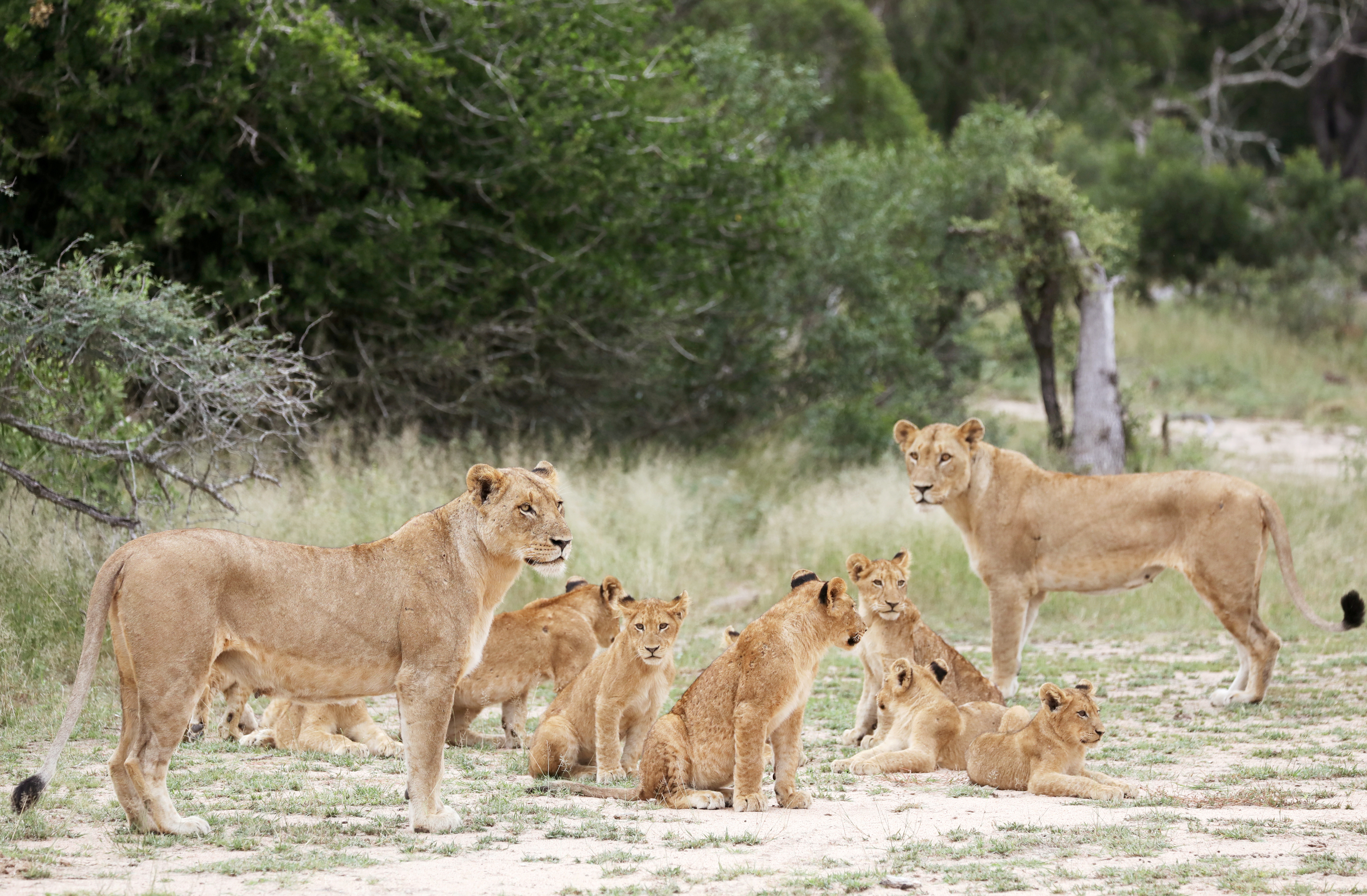 Cómo Sudáfrica quiere poner fin a la cría de leones para su caza en  cautiverio - Infobae