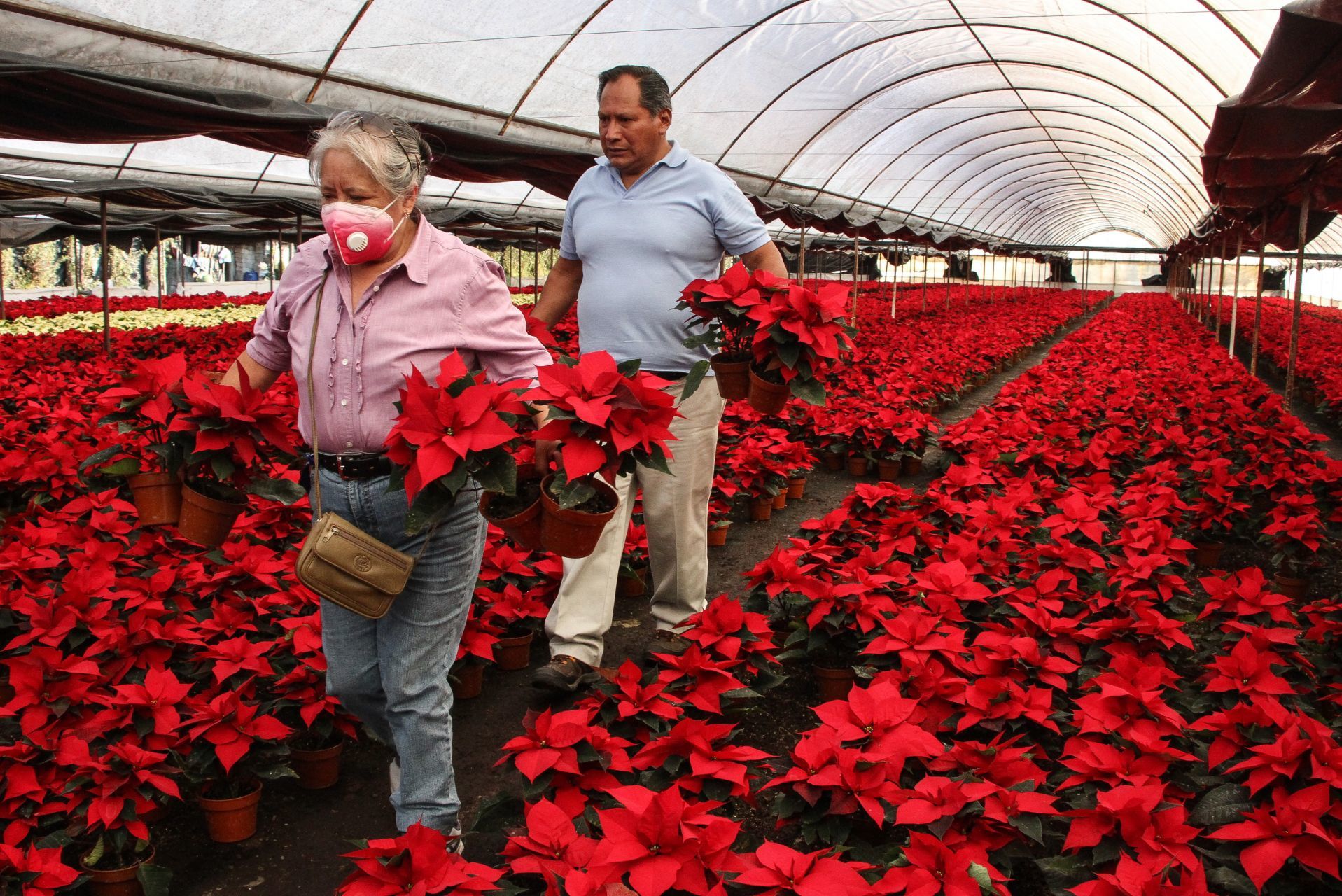 Pese a la pandemia, floricultores de Xochimilco, Ciudad de México, esperan recuperarse con la venta de las flores de nochebuena durante las fiestas decembrinas (Foto: Cuartoscuro)