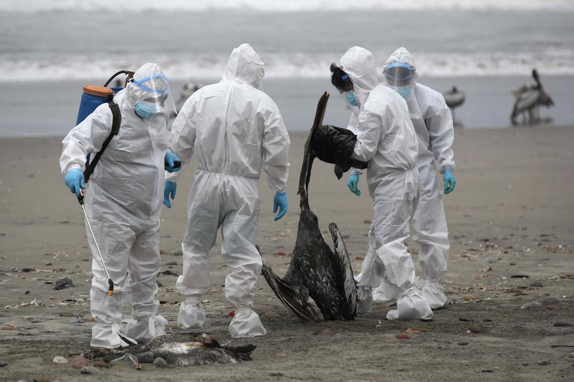 En Perú, el brote de gripe aviar ha causado la muerte de diferentes especies de aves silvestres y de corral. También de más de 600 lobos marinos sudamericanos