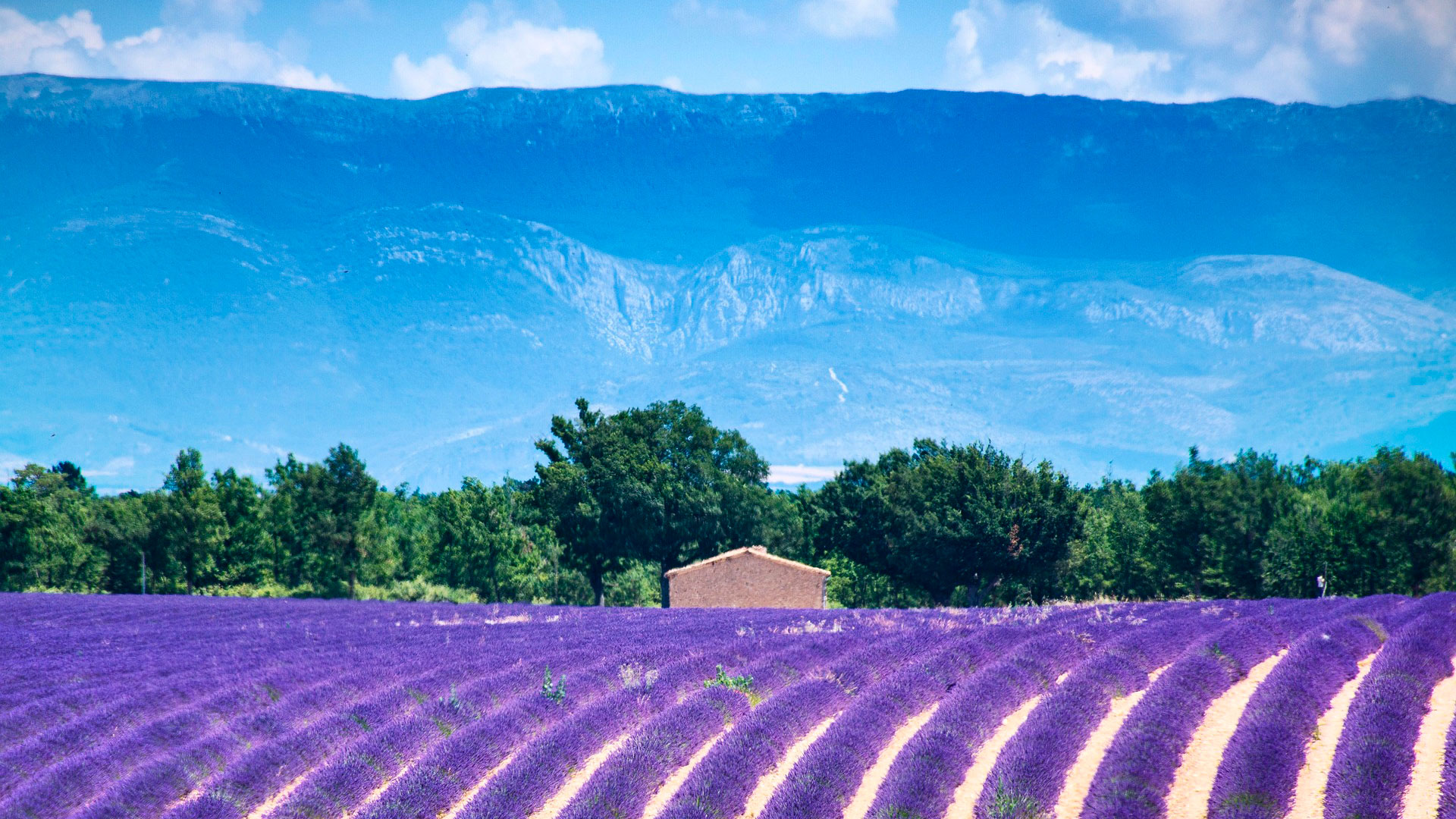 Otro de los atractivos que ha convertido a la zona de lo más instagrameado de la Provenza es la lavanda. Los inmensos campos cultivados con sus delicadas espigas azul-violáceas se pierden delante de la vista (Municipio de Gordes)