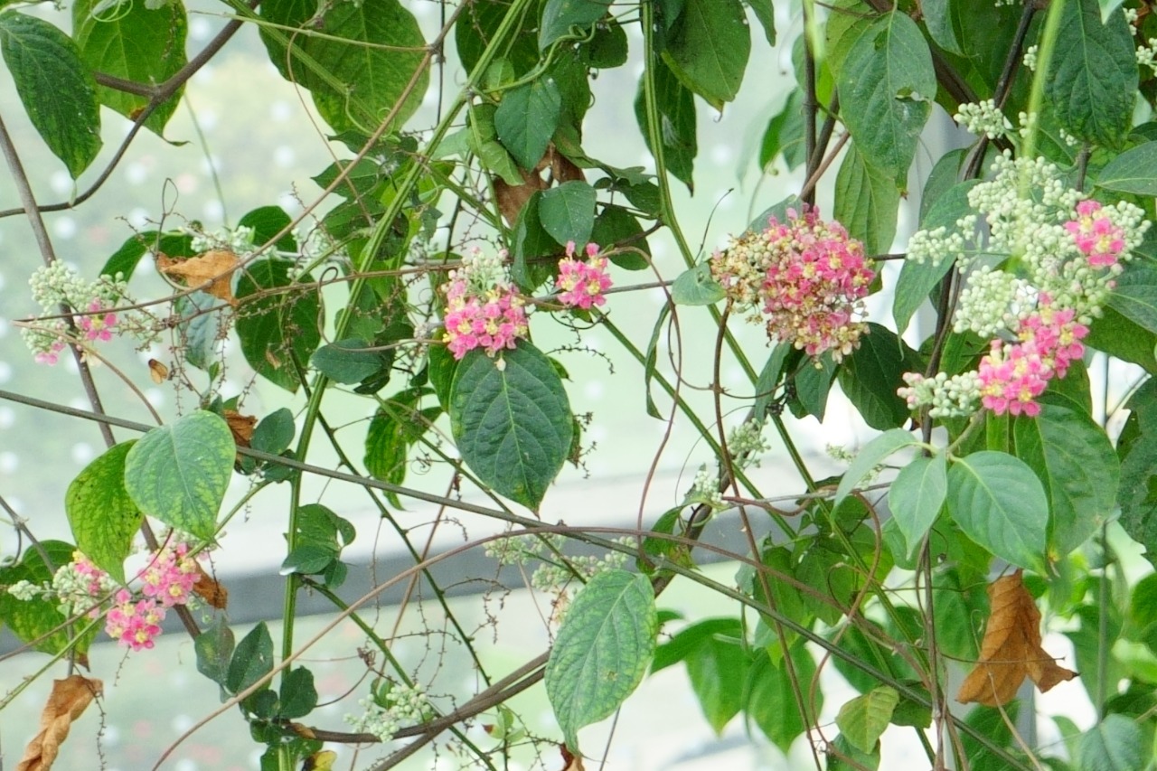 Imágenes de las flores de la planta de yagé. Jardín Botánico de Bogotá