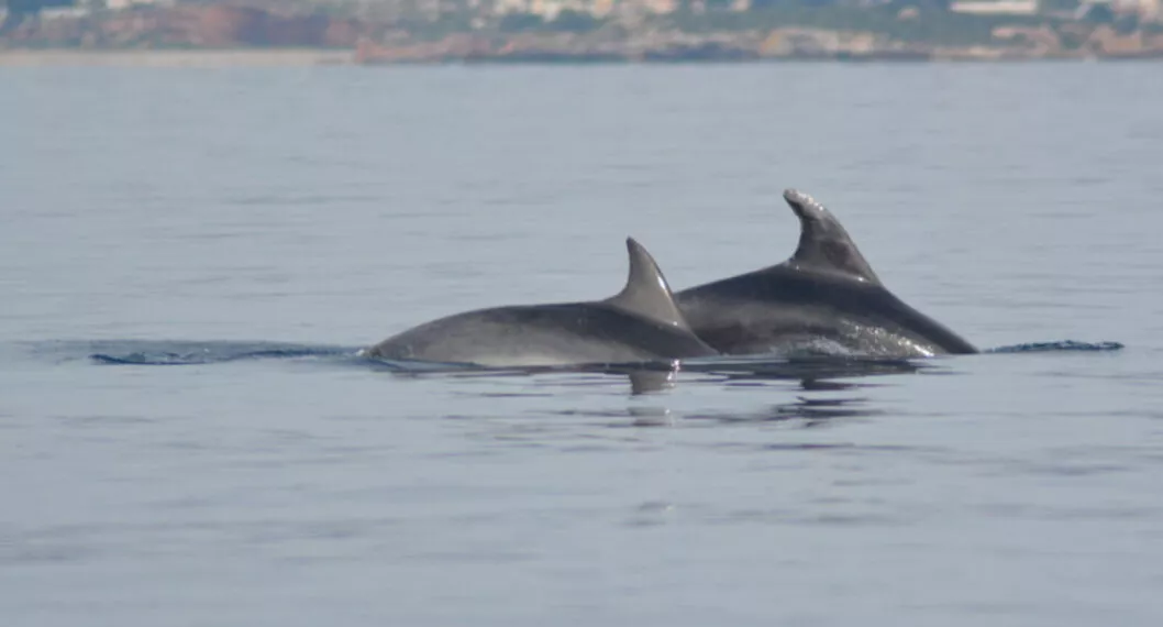 Delfines en playas de Cartagena causaron sensación entre los turistas