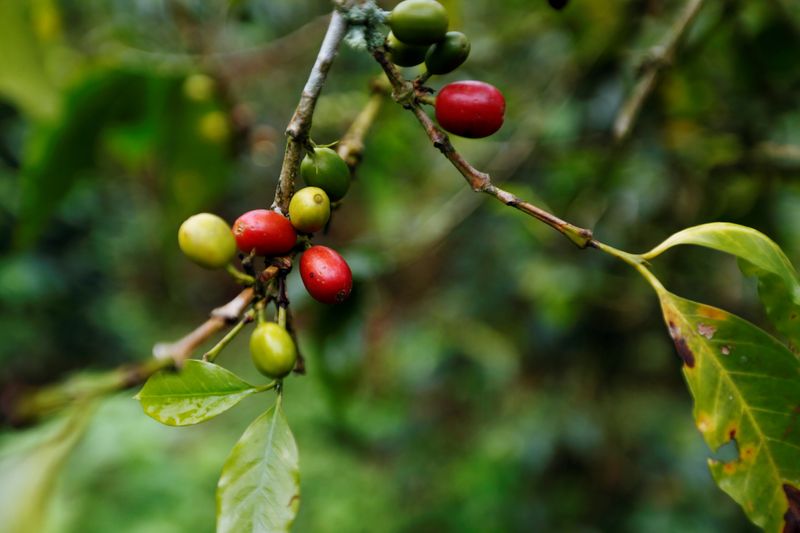 Foto de archivo ilustrativa de frutos de café en una plantación en Pueblorrico, Colombia 
Mar 11, 2019. 
REUTERS/Luisa Gonzalez