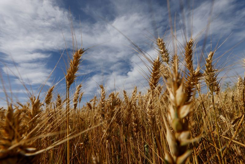 Proyectan una cosecha de trigo entre 17 y 18 millones de toneladas.  REUTERS/Rodolfo Buhrer
